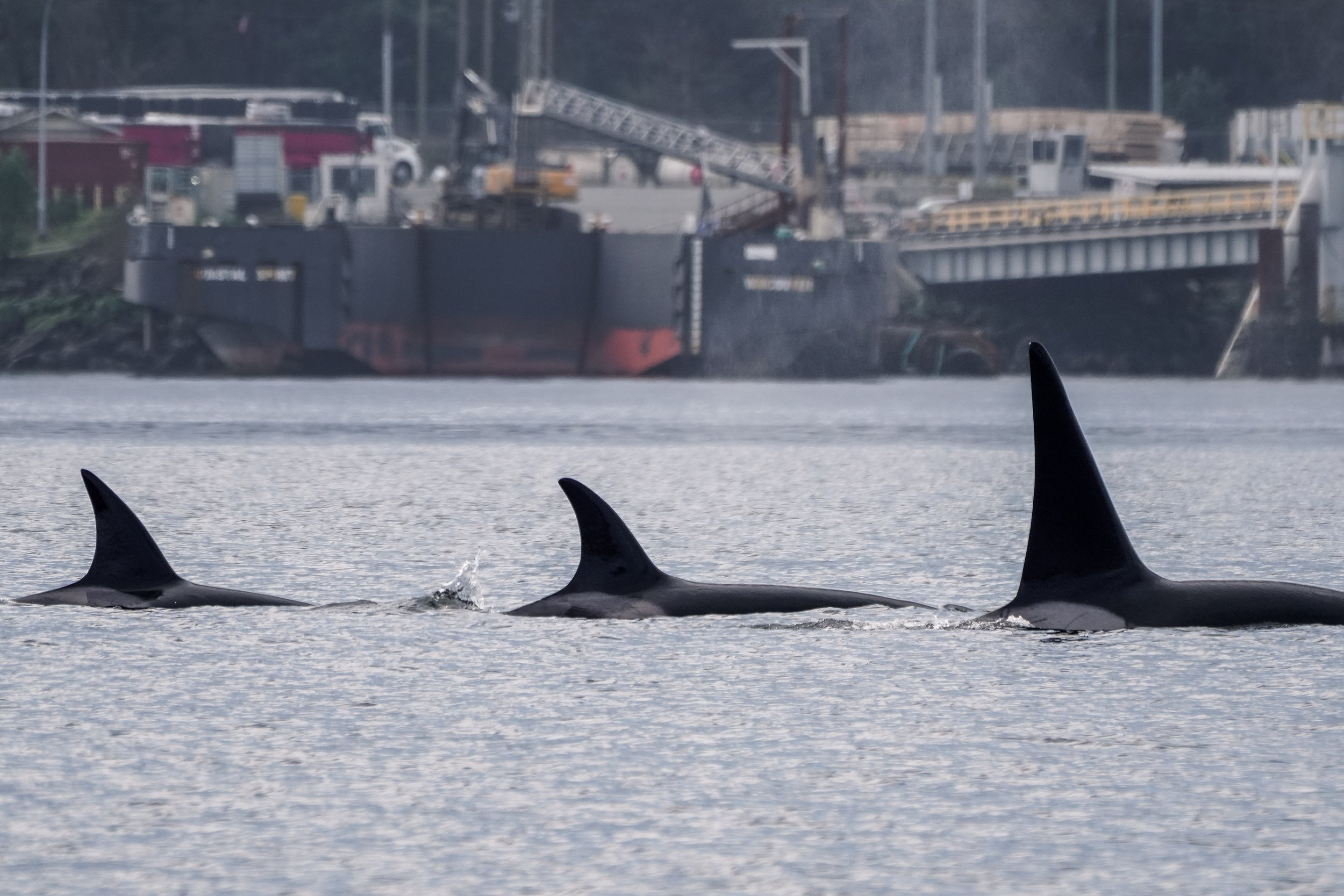 March 7, 2025 - A plethora of orca close to home