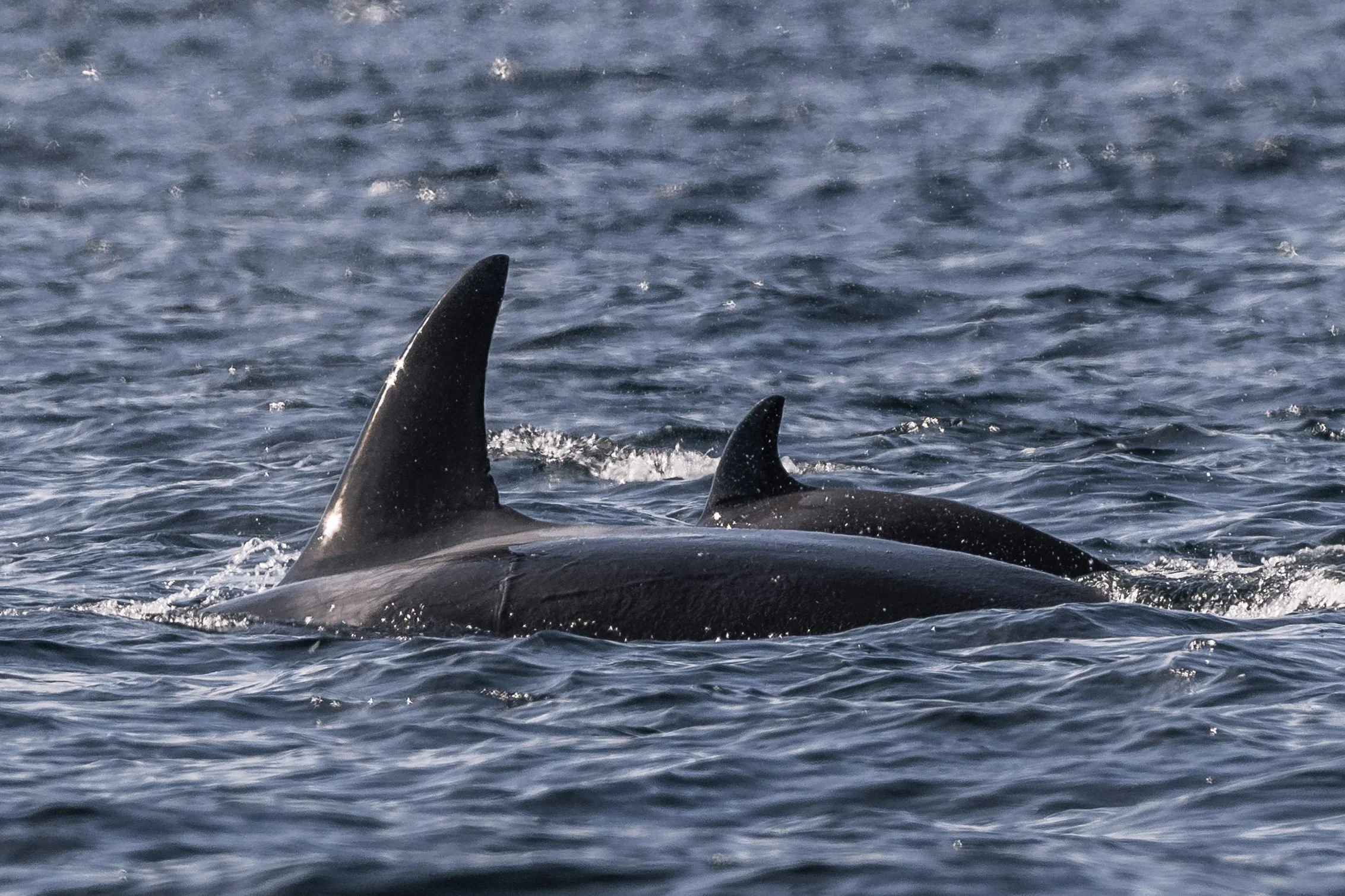 March 13, 2026 - A new baby in the Salish Sea!