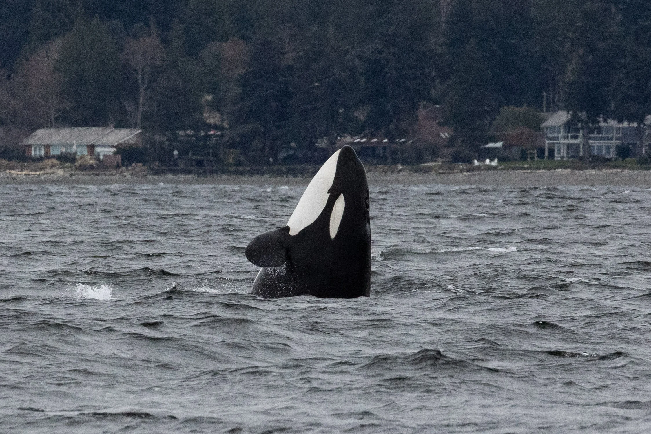 March 15, 2026 - A wet and wild West Coast adventure. 