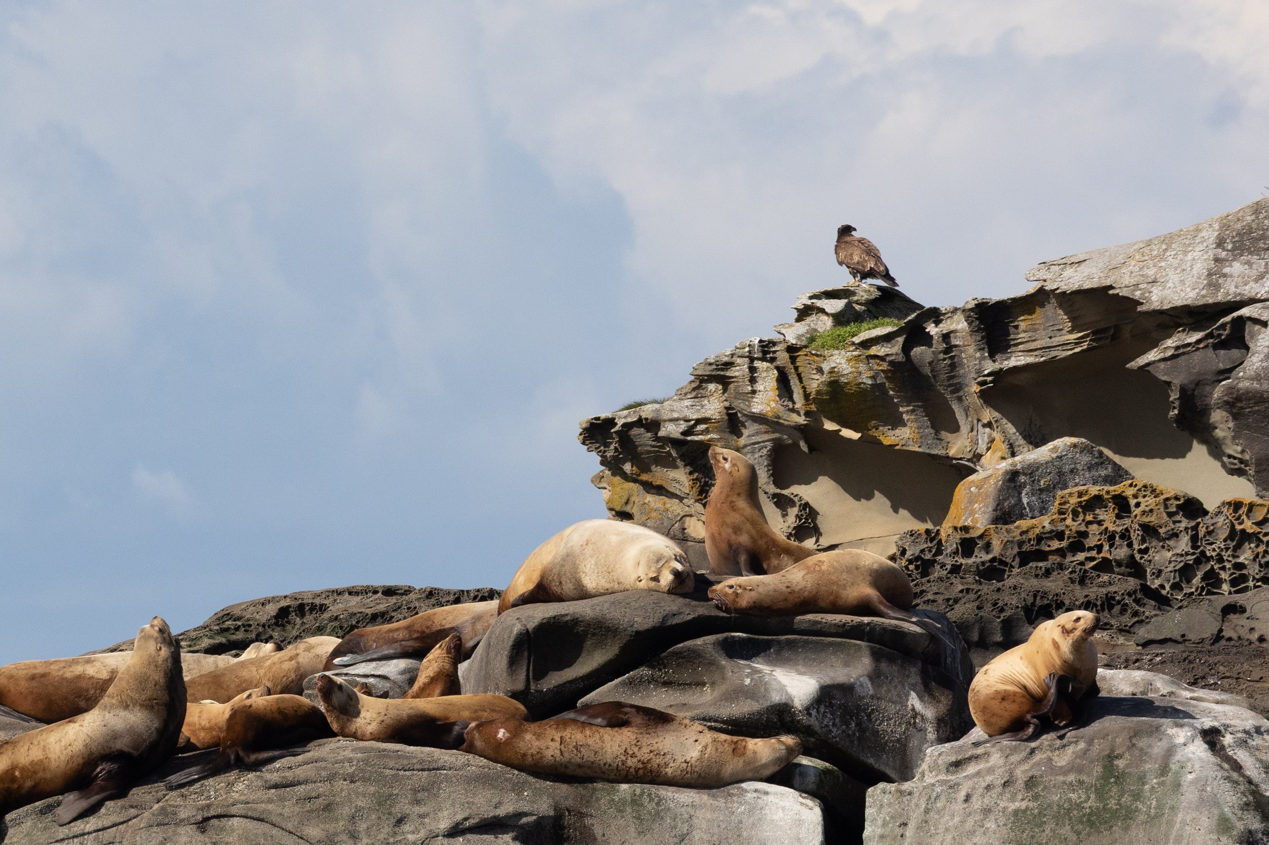 March 20, 2026 - Searching the Salish Sea