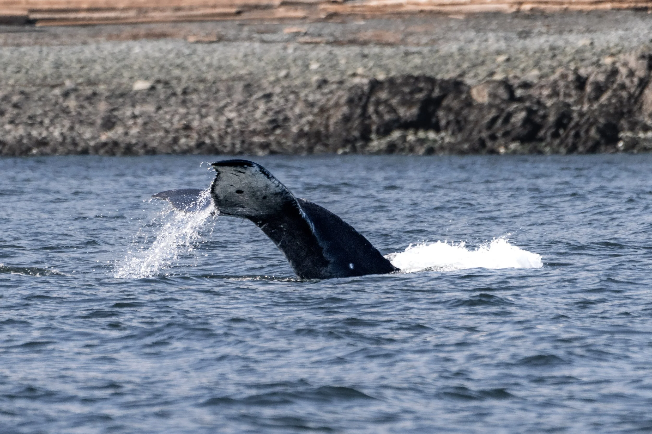 March 21, 2026 - First Humpback of the Spring!