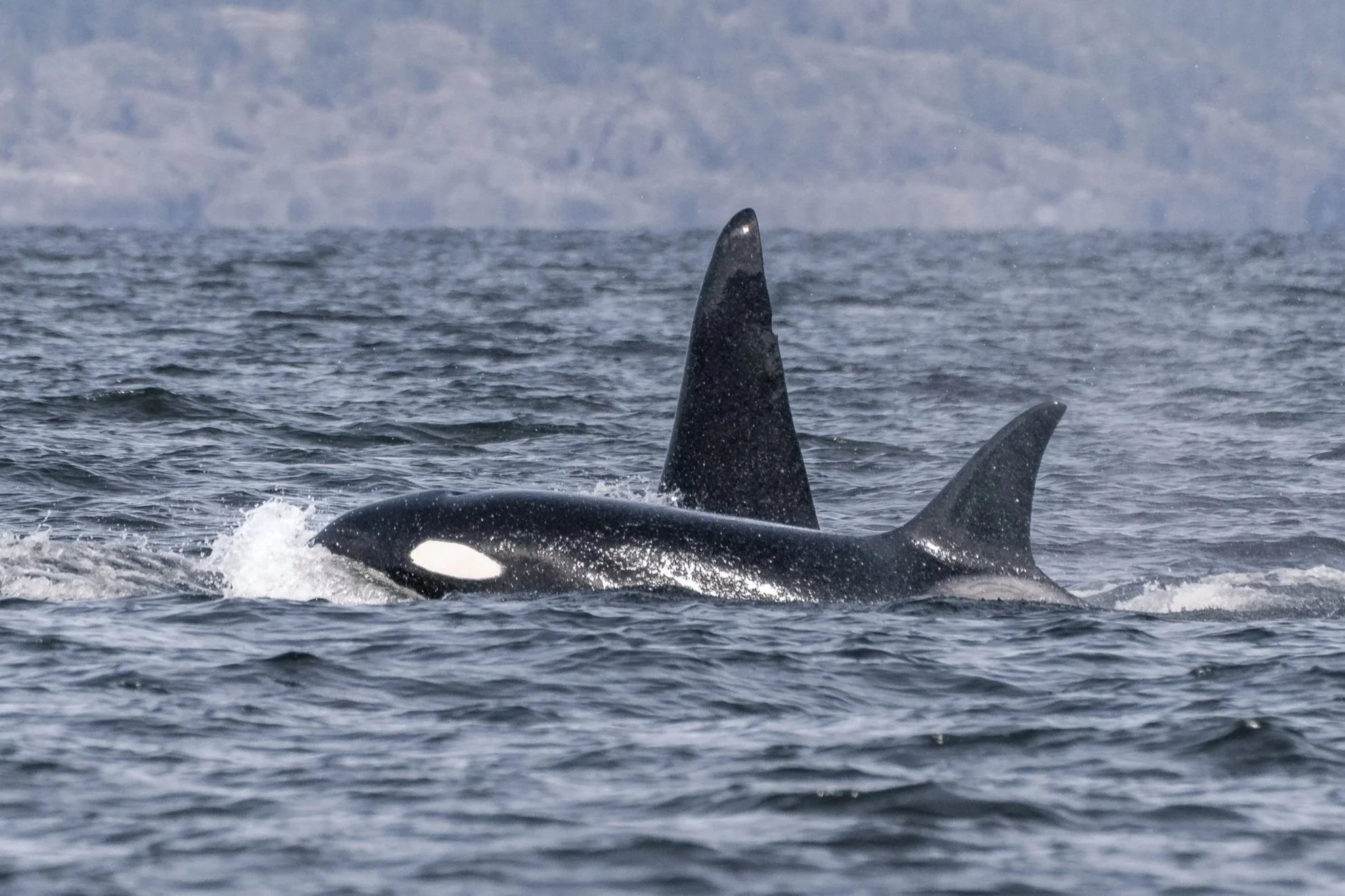 March 22, 2026 - Double Species Day!