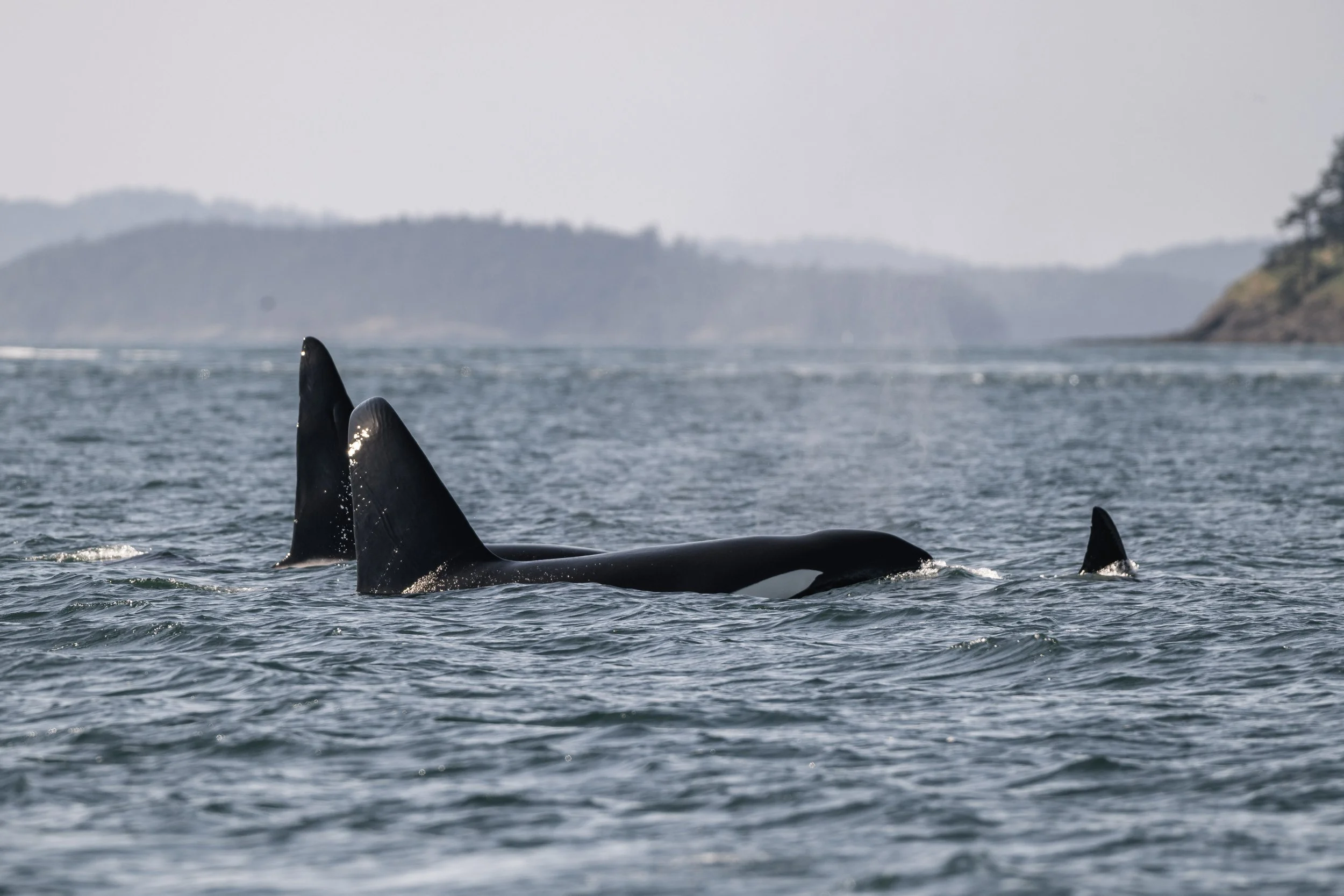 March 26, 2026 - T019s travelling together in San Juan Channel