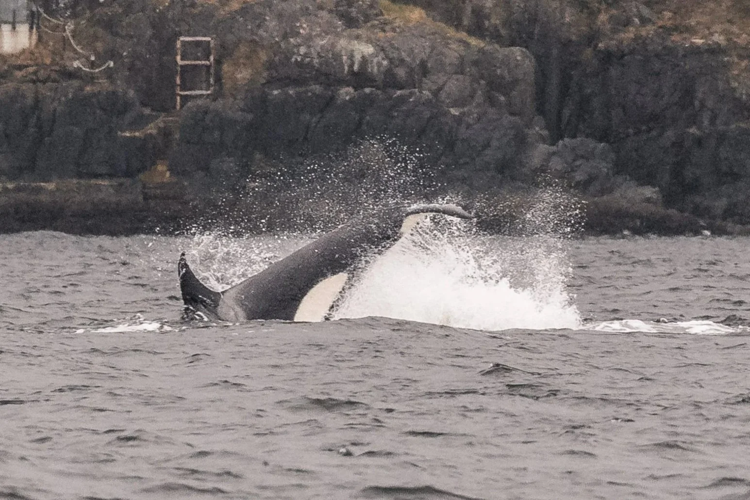 March 29, 2026 - Lunchtime with the T046B1s and T065Bs, and an afternoon visit with others too