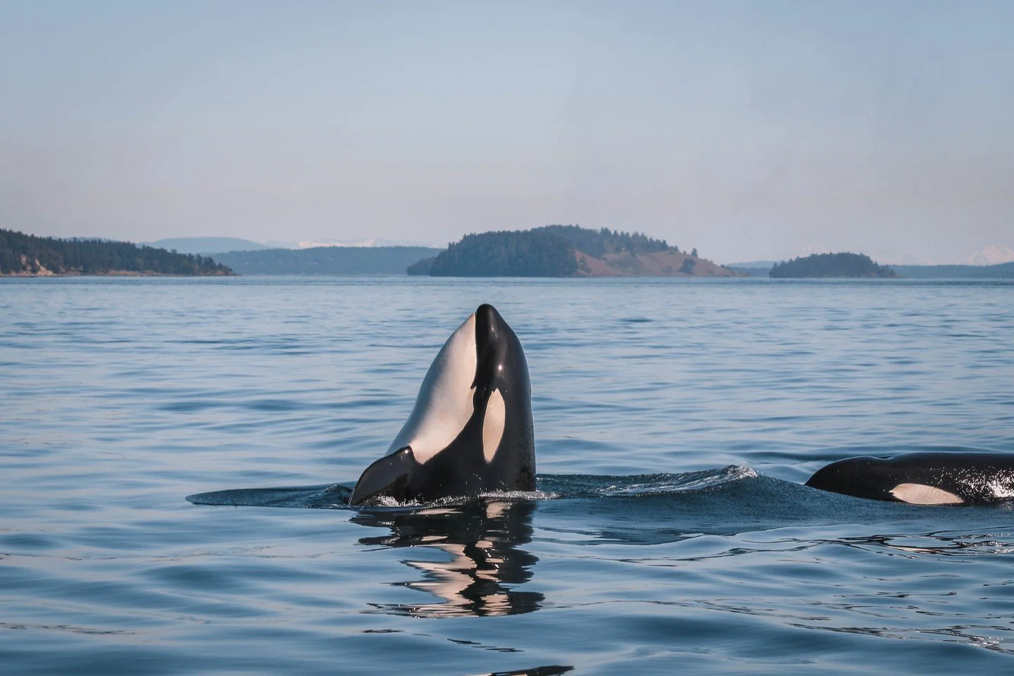 Ever wonder how we identify the whales we see out on the water? 🔎👀

Each whale has unique features: just like a human fingerprint!

With orca, we usually start with the dorsal fin (that tall black fin on their back). Nicks, notches, and shapes can 