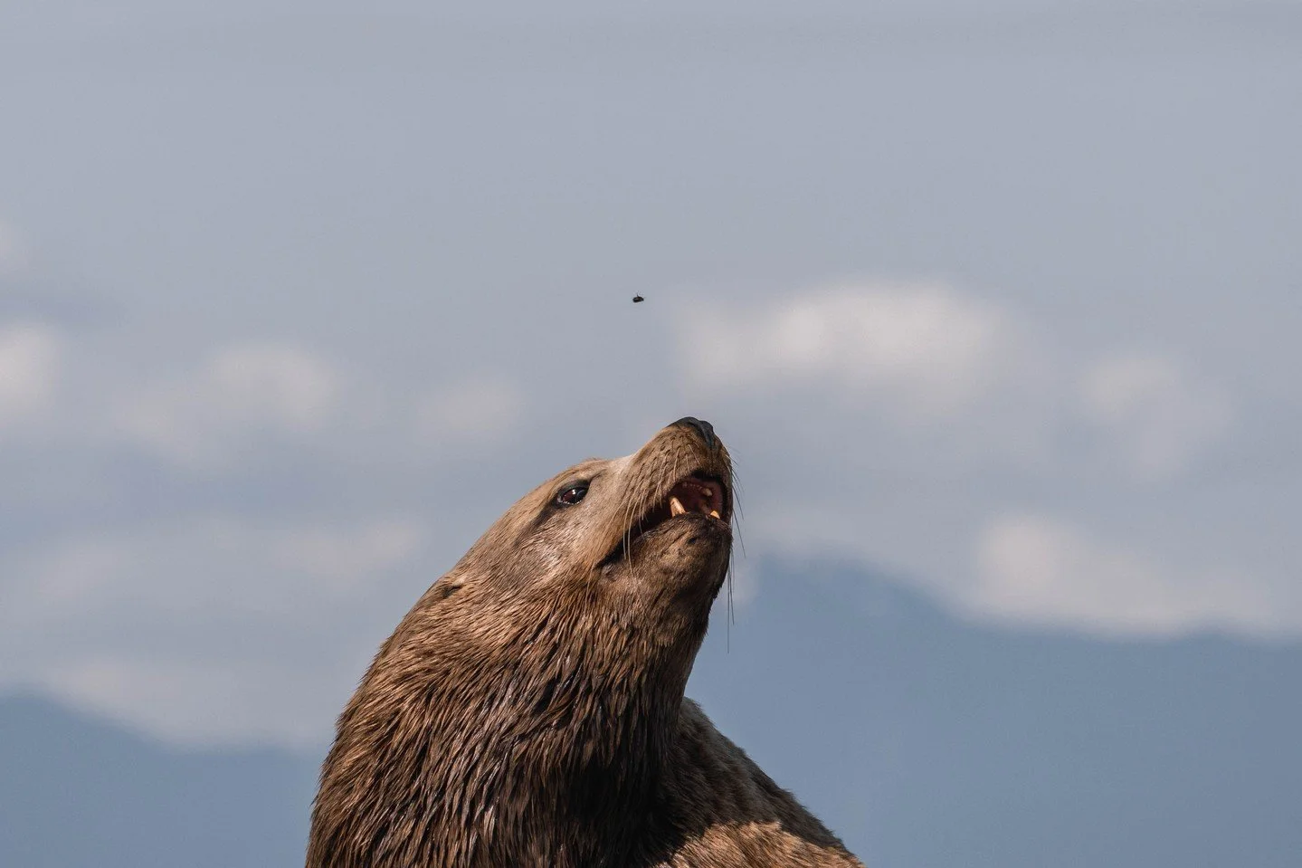 How good are the cameras we bring onboard? 📸

Good enough to catch the flies buzzing around the smelly Sea Lions! 🦭🐝

When it comes to identifying whales, the details matter. From tiny nicks in a dorsal fin to subtle patterns in a saddle patch, we