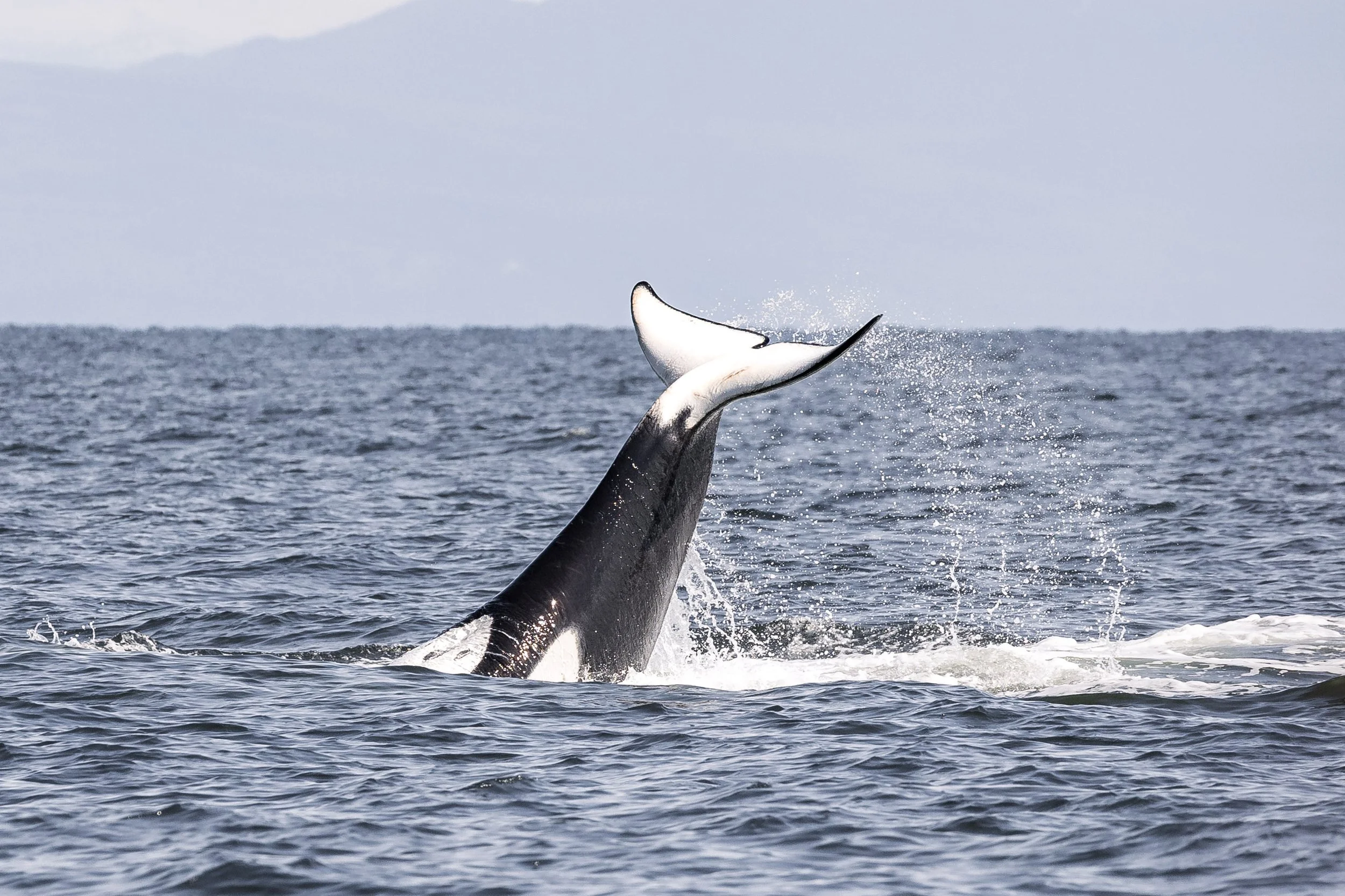 March 30, 2026 - T-party with the T099s, T036s, and the T036A1s!