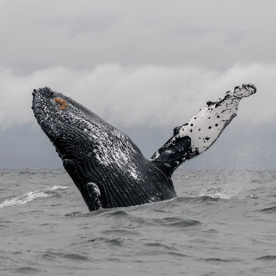 Some of the wildlife we see on tour are also powerful conservation success stories &ndash; do you know which animals we are talking about? 🐋🦅

🐋 𝐇𝐮𝐦𝐩𝐛𝐚𝐜𝐤 𝐖𝐡𝐚𝐥𝐞𝐬: During the whaling era (1908-1967), the North Pacific humpback populati