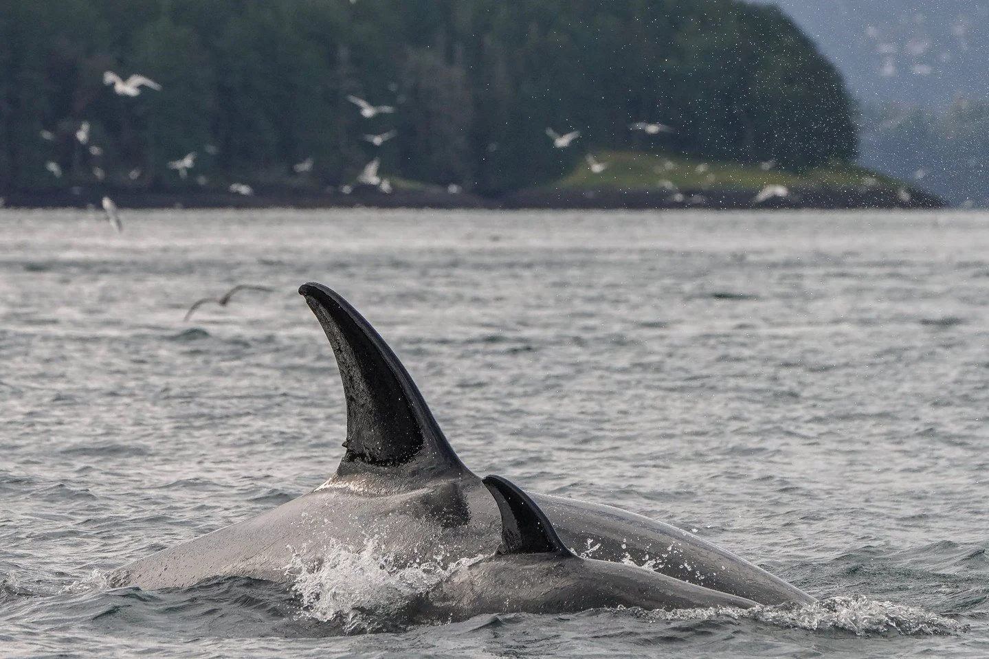 Why does your whale-watching crew get excited when we spot birds? 🐦

Sometimes, the first sign of whales isn&rsquo;t the whales themselves, it&rsquo;s the wildlife gathering around them.

Birds are often one of the best clues that feeding activity i