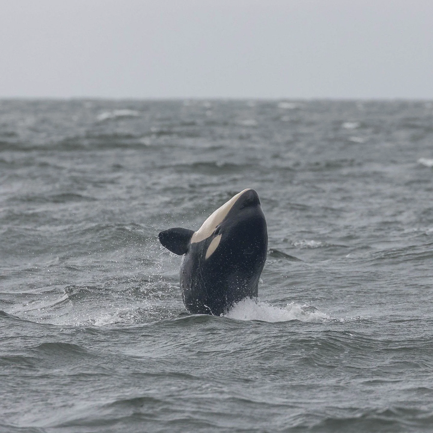 Ever wonder how rainy weather affects the whales? 🌧️🐋

Short answer: it doesn&rsquo;t stop them!

We see whales in everything from glassy sunshine to full-on downpours. While the chances of sightings stay the same, their behaviour can shift. Windy,