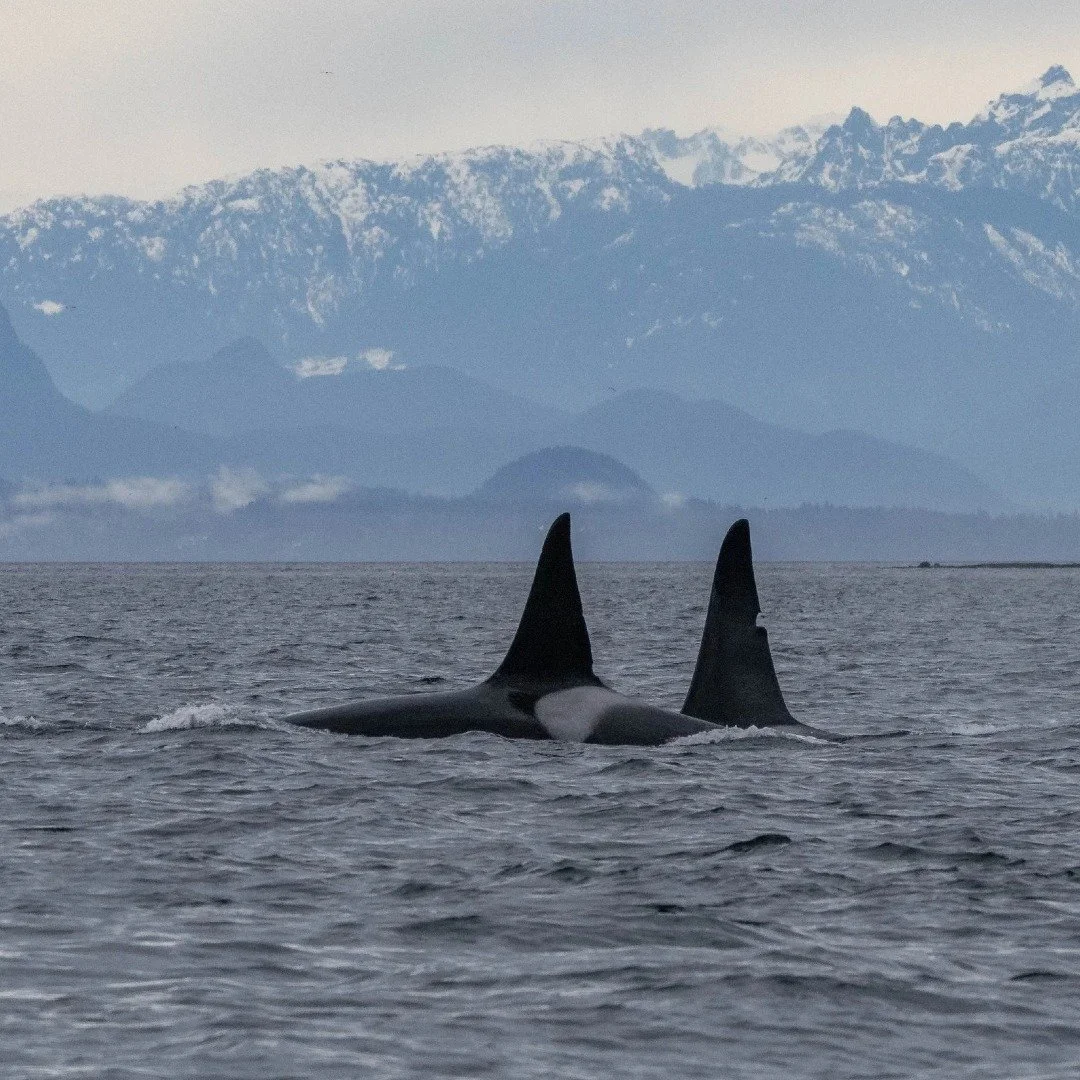 We are expecting the Alaskan Brothers, T125A Jetsam and T128 Flotsam, to return to our waters again soon!

We see them yearly during our tours, roughly around the same time: 

𝟐𝟎𝟏𝟗: May 5 𝟐𝟎𝟐𝟏: May 9 𝟐𝟎𝟐𝟐: April 5 𝟐𝟎𝟐𝟑: April 21 𝟐𝟎?