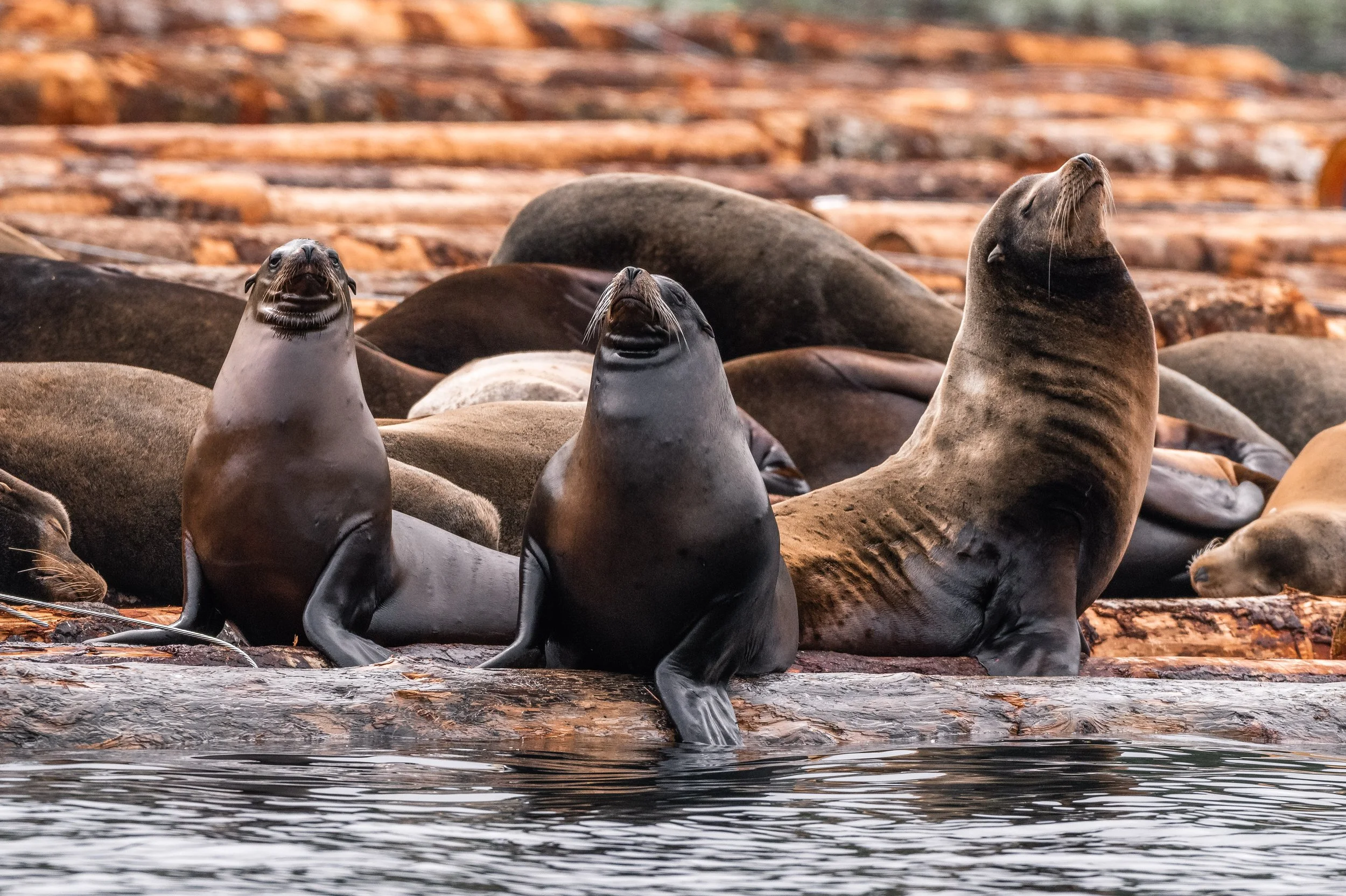 April 2, 2026 - Spring time with Seals and Sea Lions! 