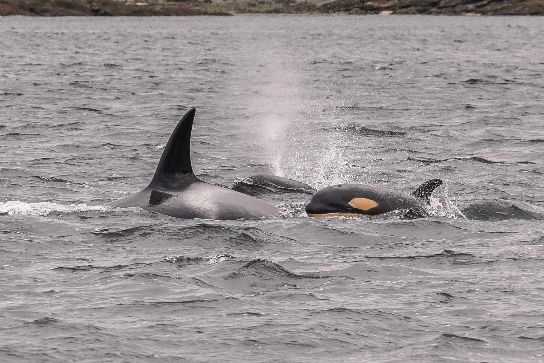 April 3, 2026 - A new fin in the Salish Sea!