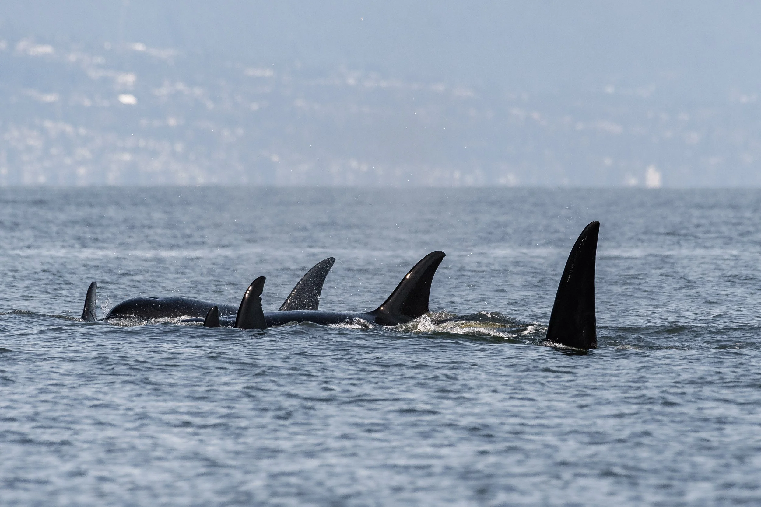 April 4, 2026 - Party in the Salish Sea: Orca Style!