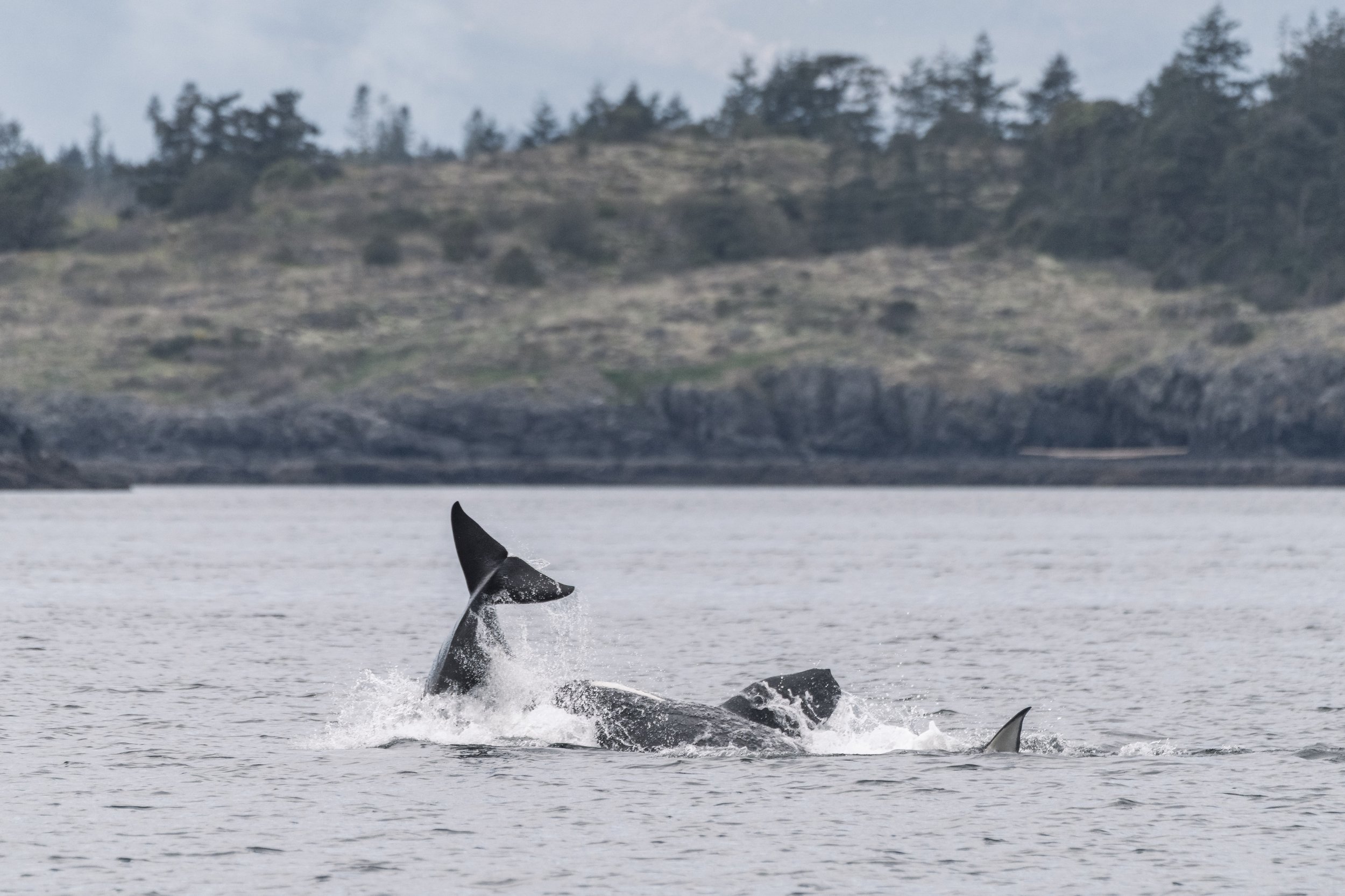 This sequence of photos shows one of the whales being pushed out of the water by another. Scroll through to see them all! 