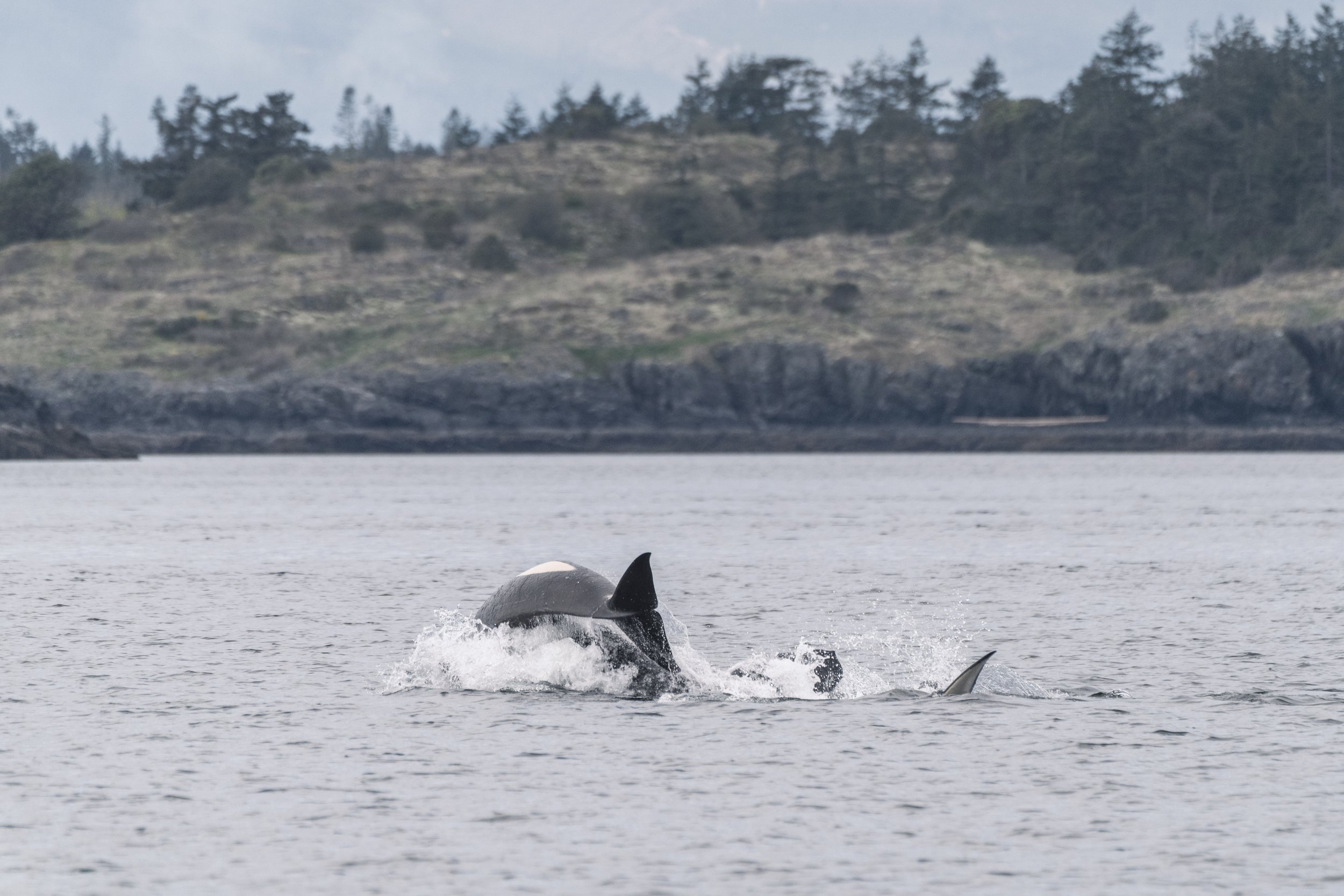 This sequence of photos shows one of the whales being pushed out of the water by another. Scroll through to see them all! 