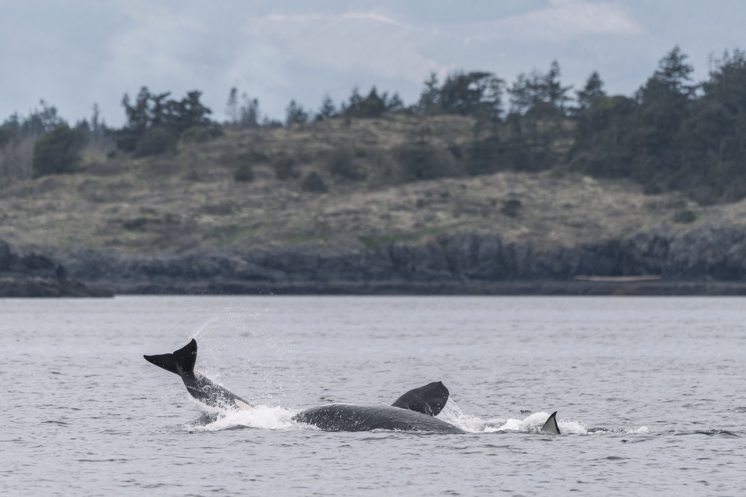 This sequence of photos shows one of the whales being pushed out of the water by another. Scroll through to see them all! 