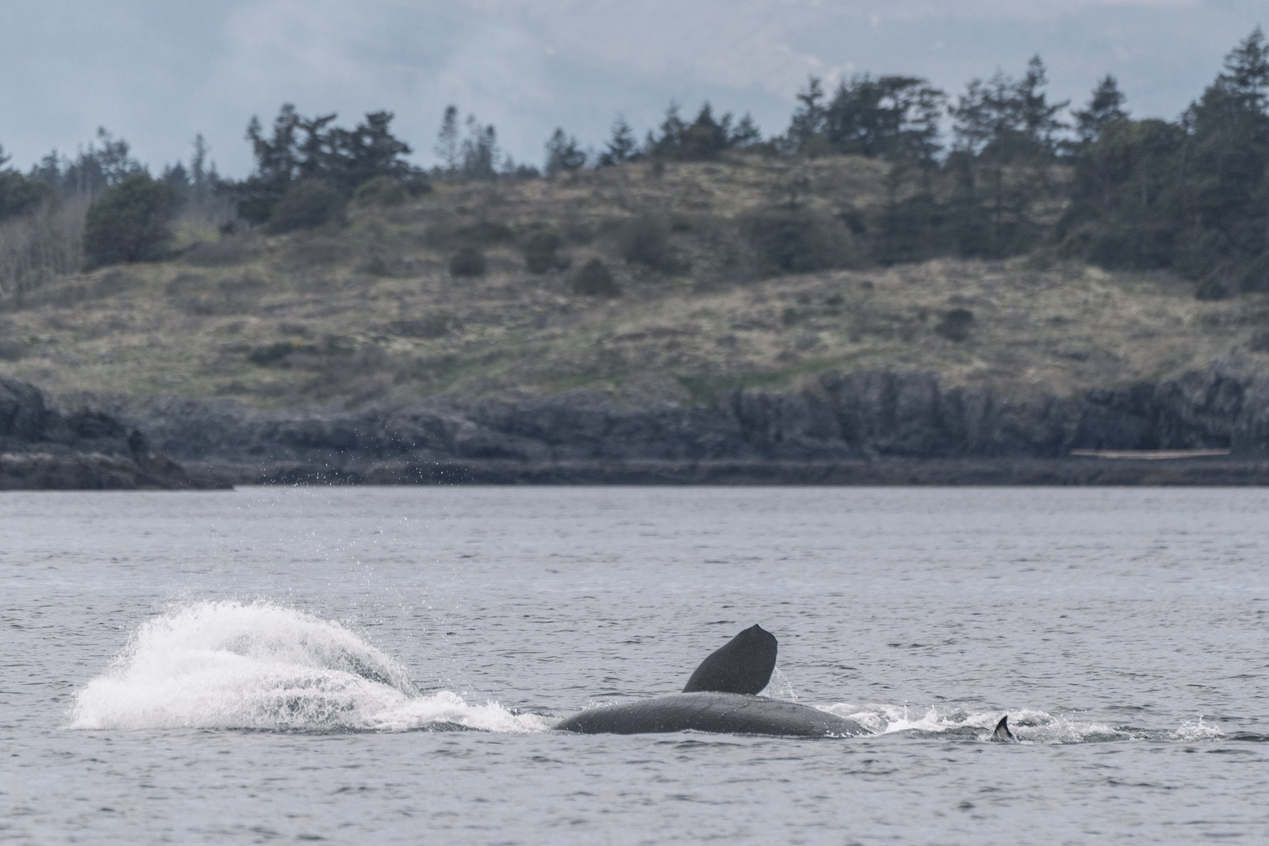 This sequence of photos shows one of the whales being pushed out of the water by another. Scroll through to see them all! 
