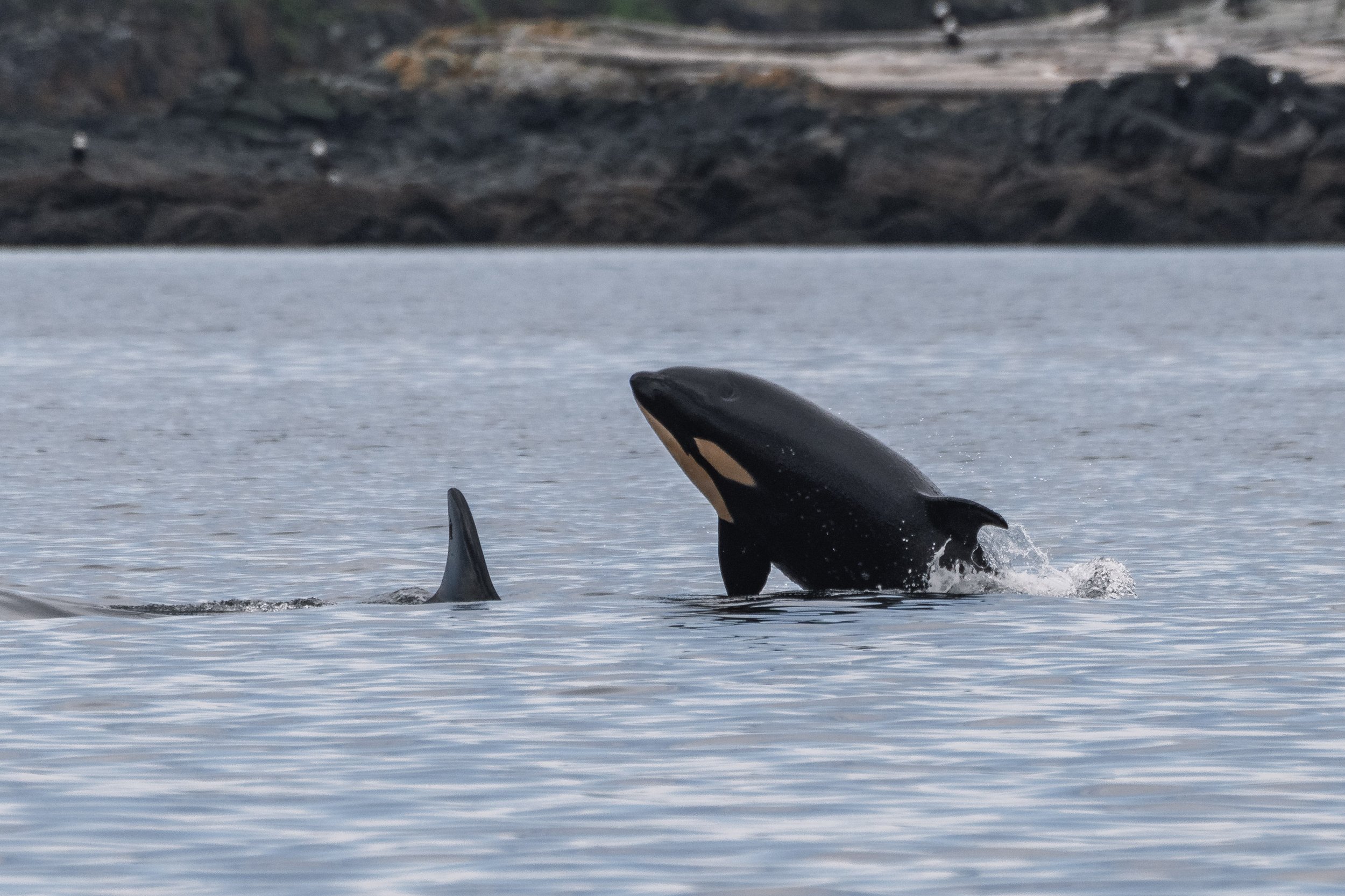 April 6, 2026 - T-Partying off of Nanoose Bay