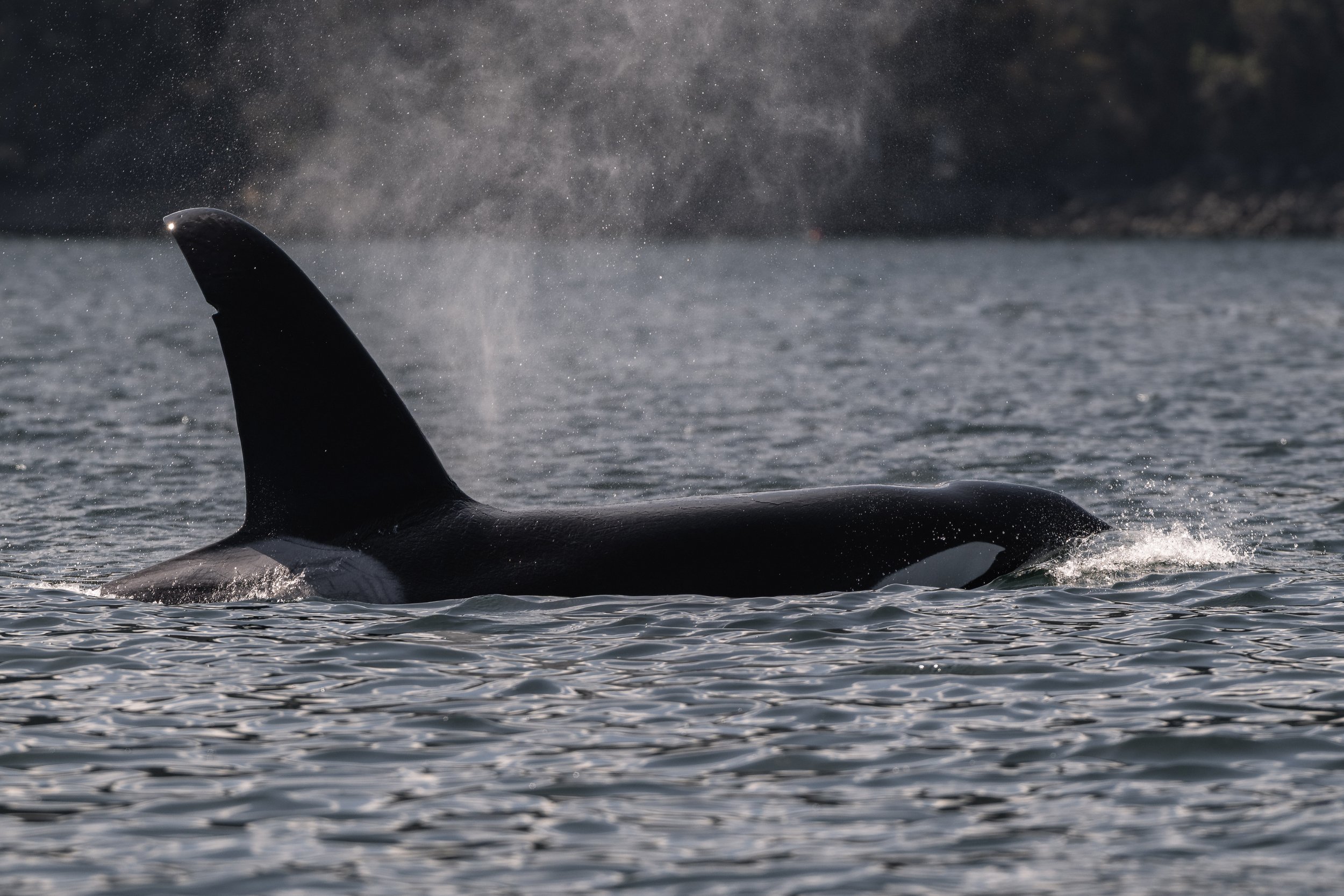 April 7, 2026 - Spending time with the T019s in the Sannich Inlet