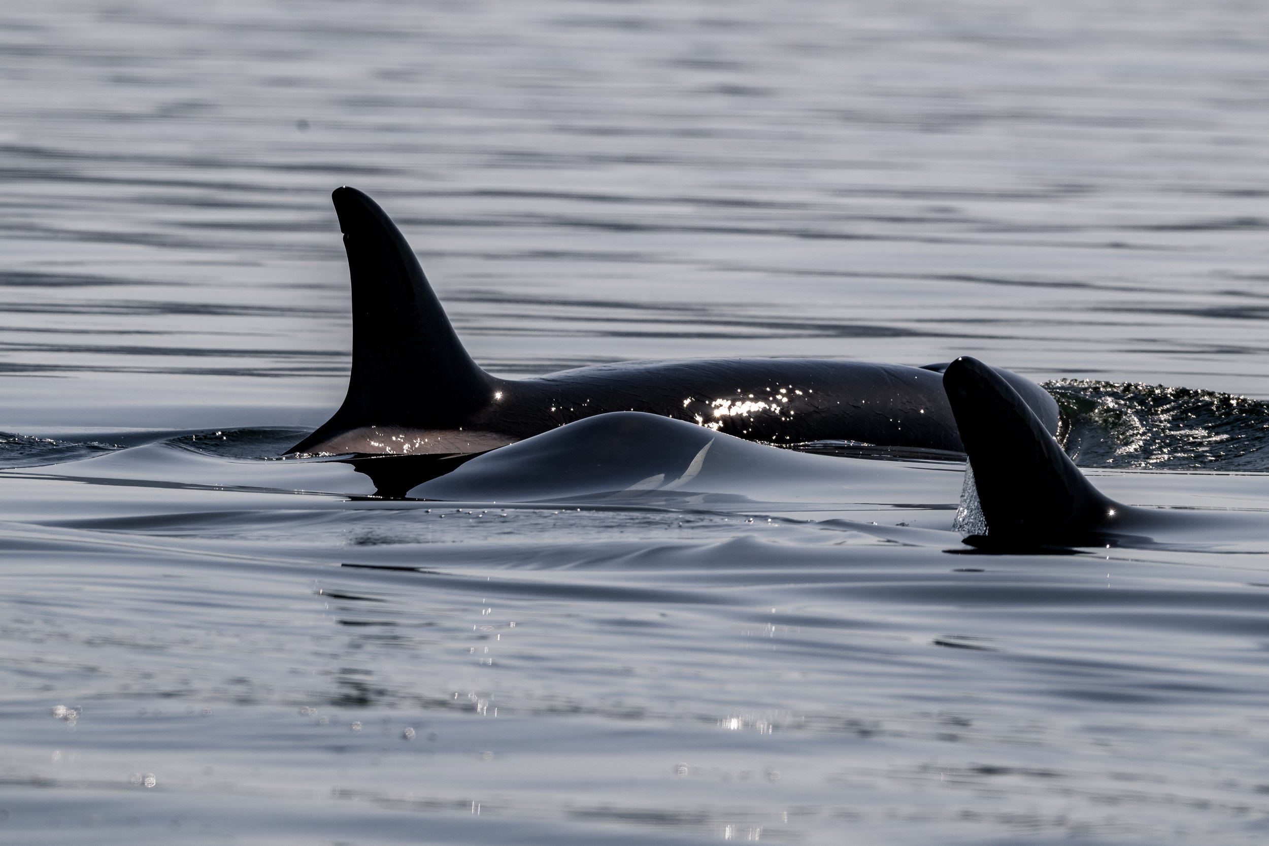 April 9, 2026 - Spring sunshine in the Stuart Channel, traveling alongside the T099s