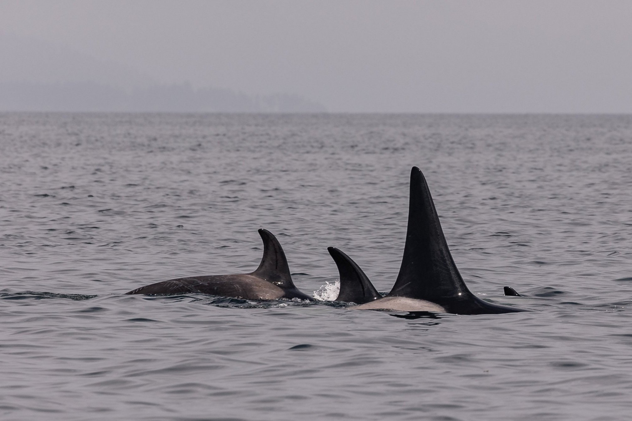 April 12, 2026 - Familar fins in familar waters