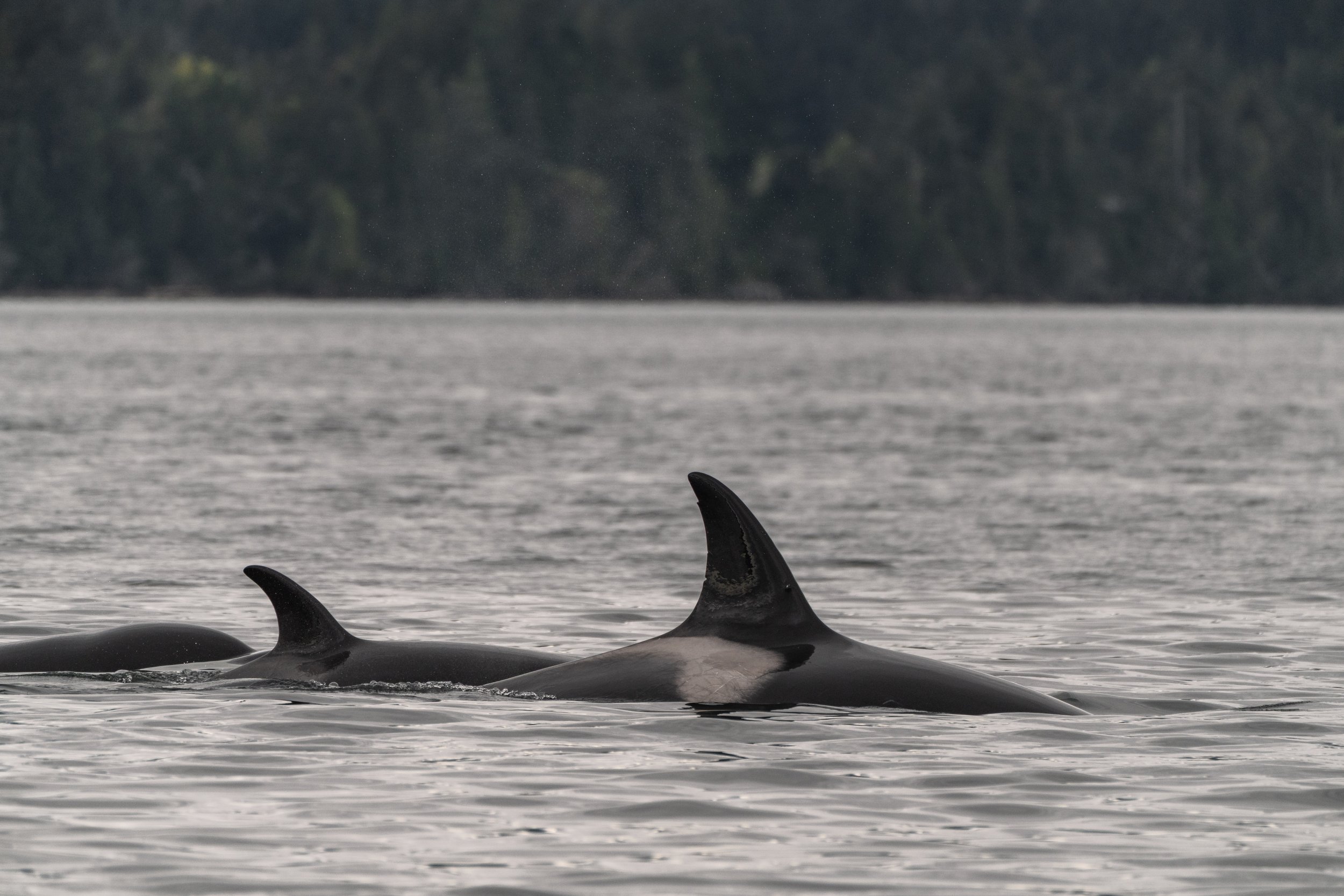 April 13, 2026 - Double Species Day inside the Southern Gulf Islands