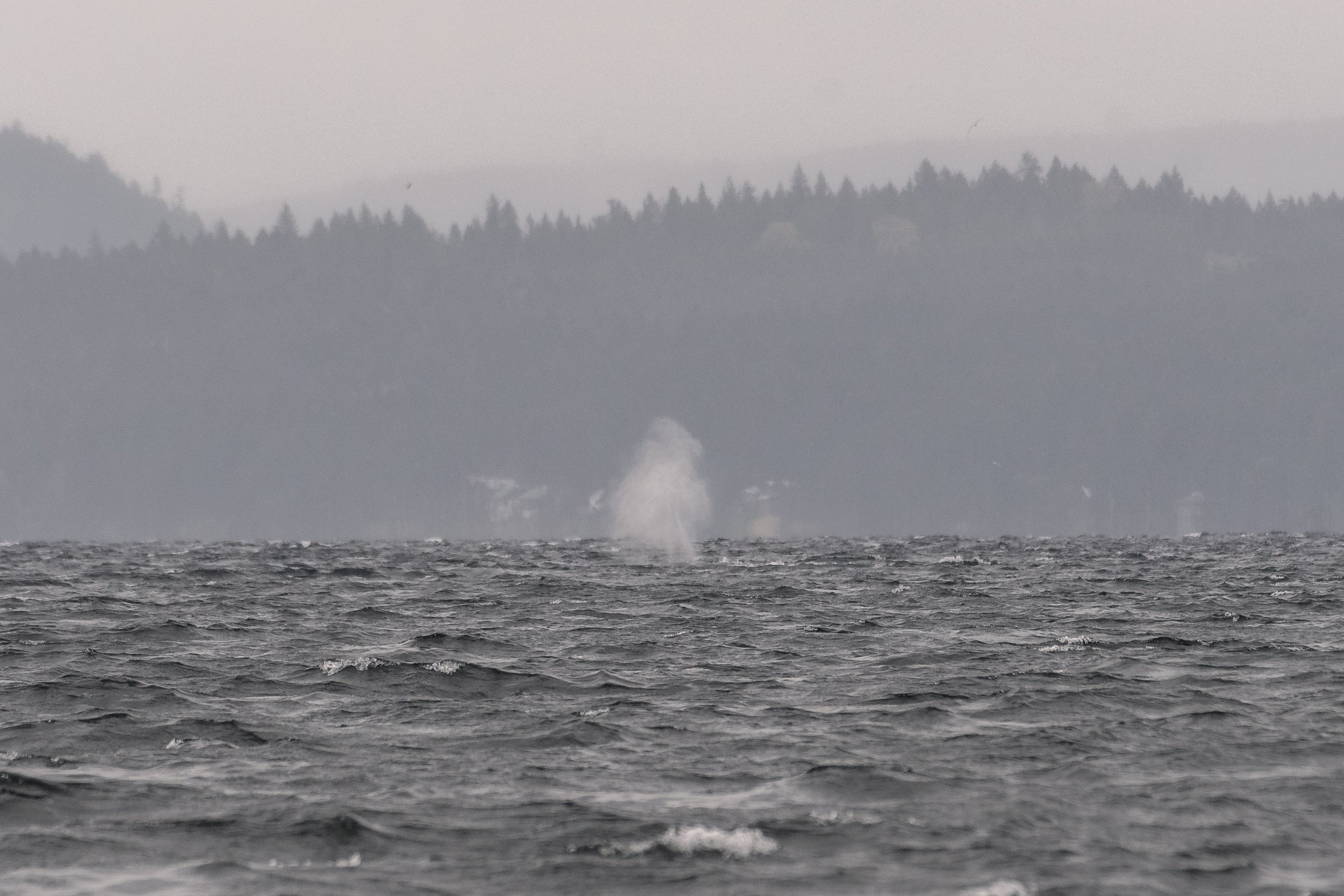 April 14, 2026 - Two Elusive Humpback Whales in the Waves