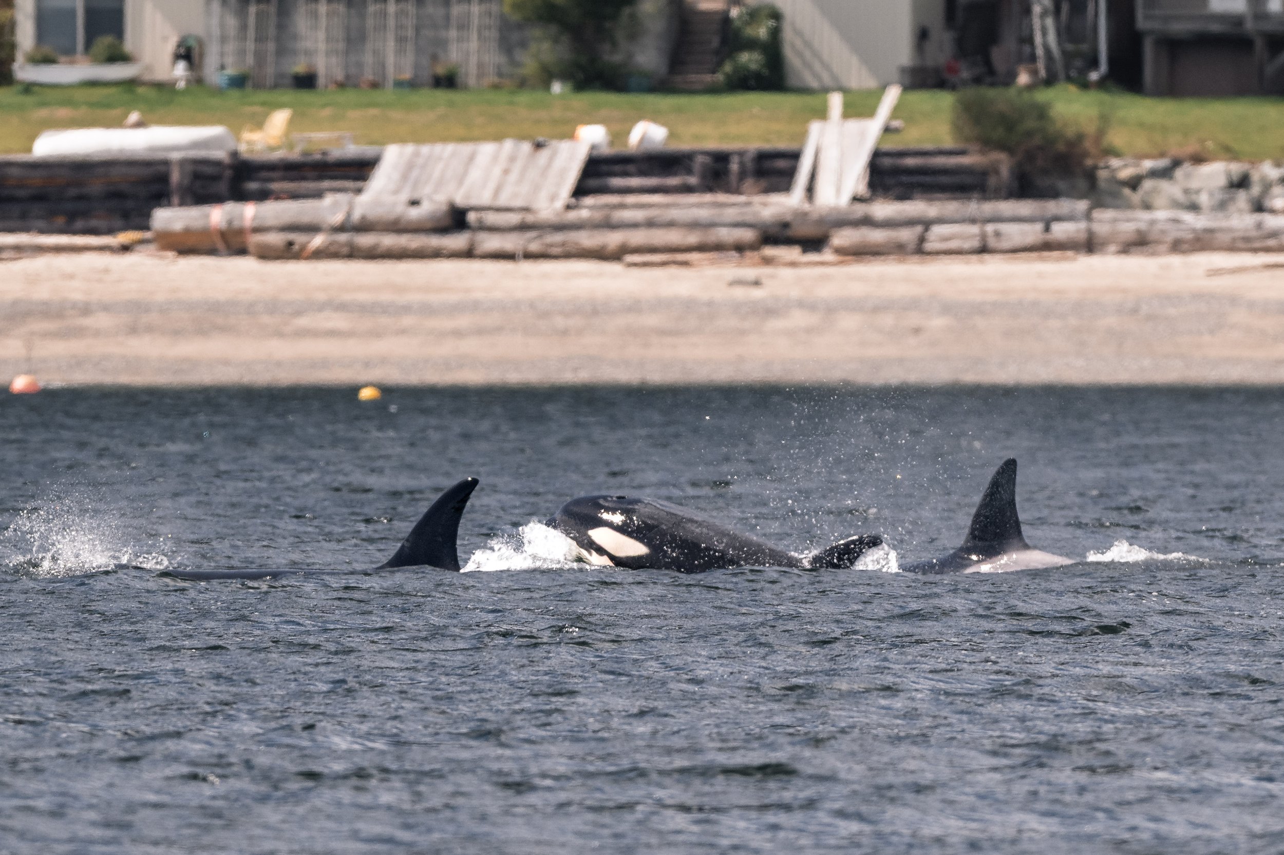 April 15, 2026 - Orca in Howe Sound