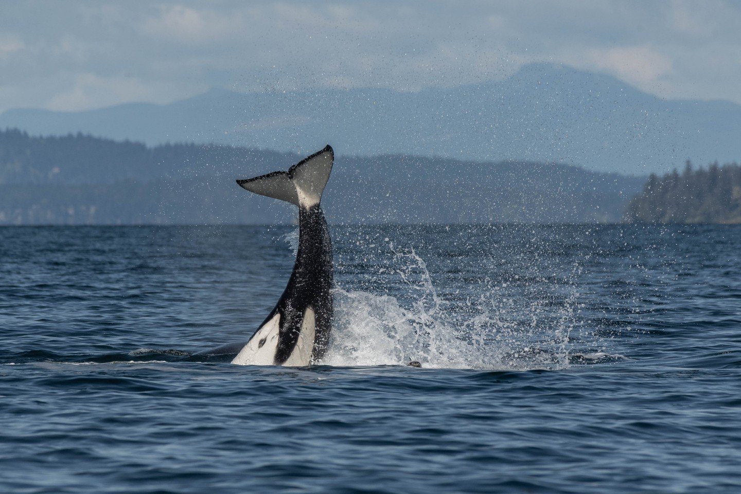 You likely have seen/heard us talking about how we ID whales

There are easier ways, like looking for notches in the dorsal fin, scarring on the saddle patch, or bends to the dorsal fin that give away which orca you are looking at. 

But did you know