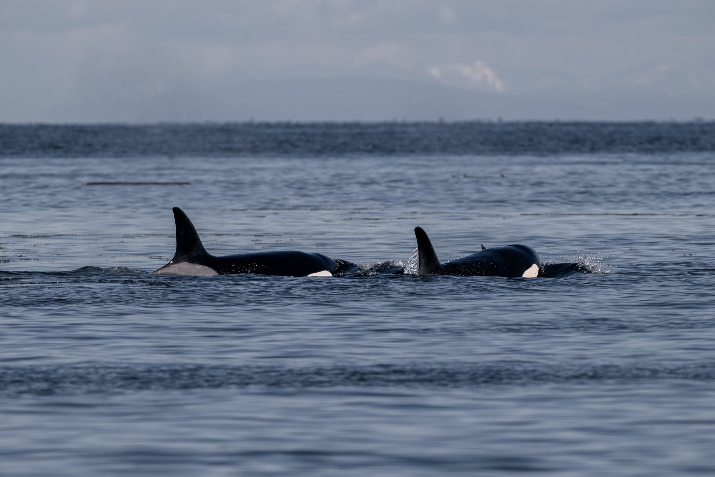 April 16, 2026 - Feeling like Spring, Spending Time Alongside Orca and Humpback.
