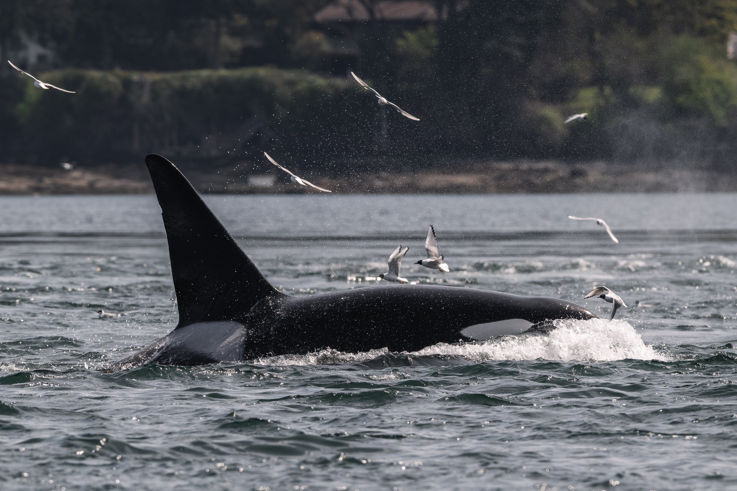 April 17, 2026 - The T123s exploring the Seas. 