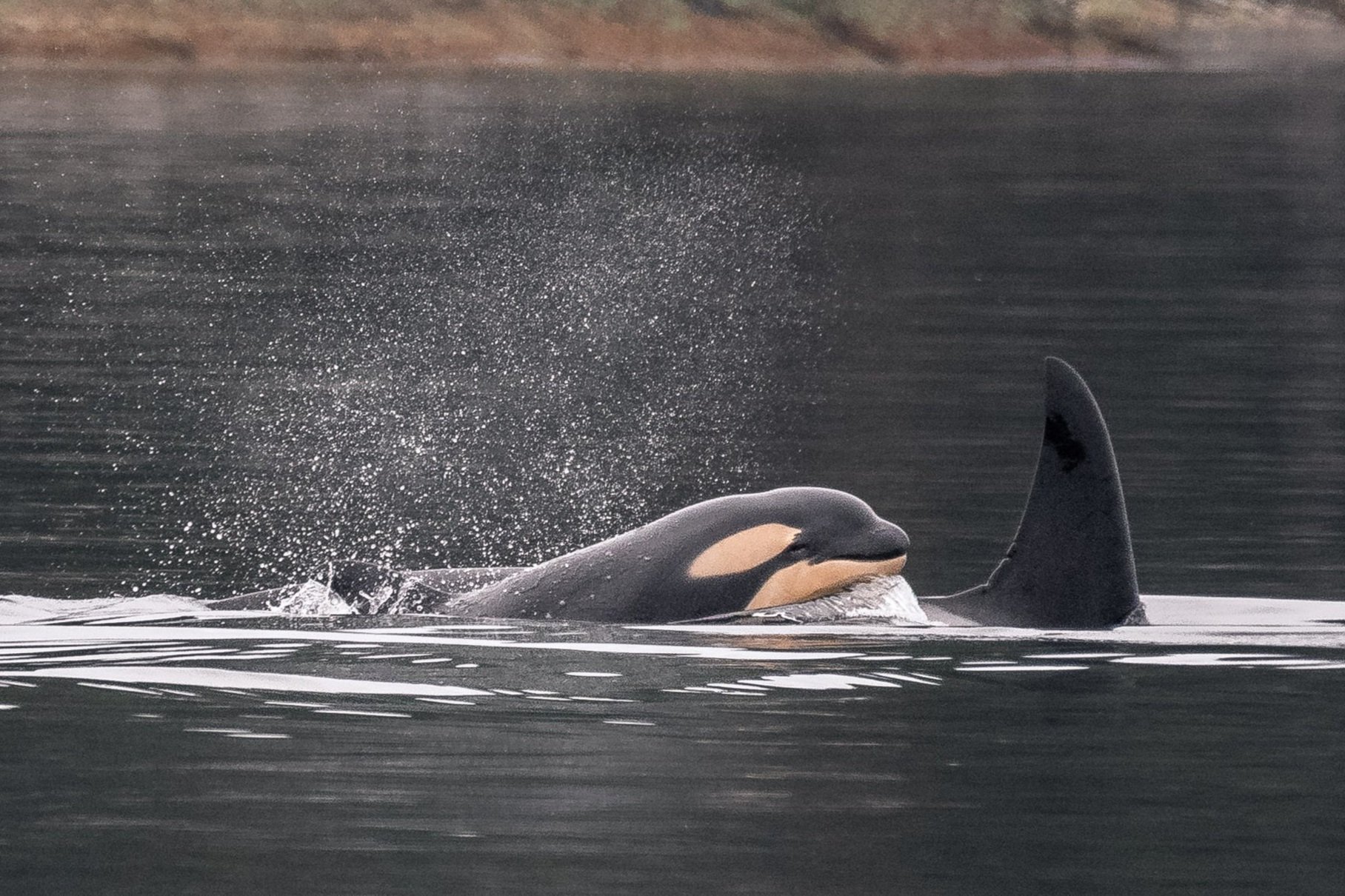 April 18, 2026 - Orca in the north, Orca in the south