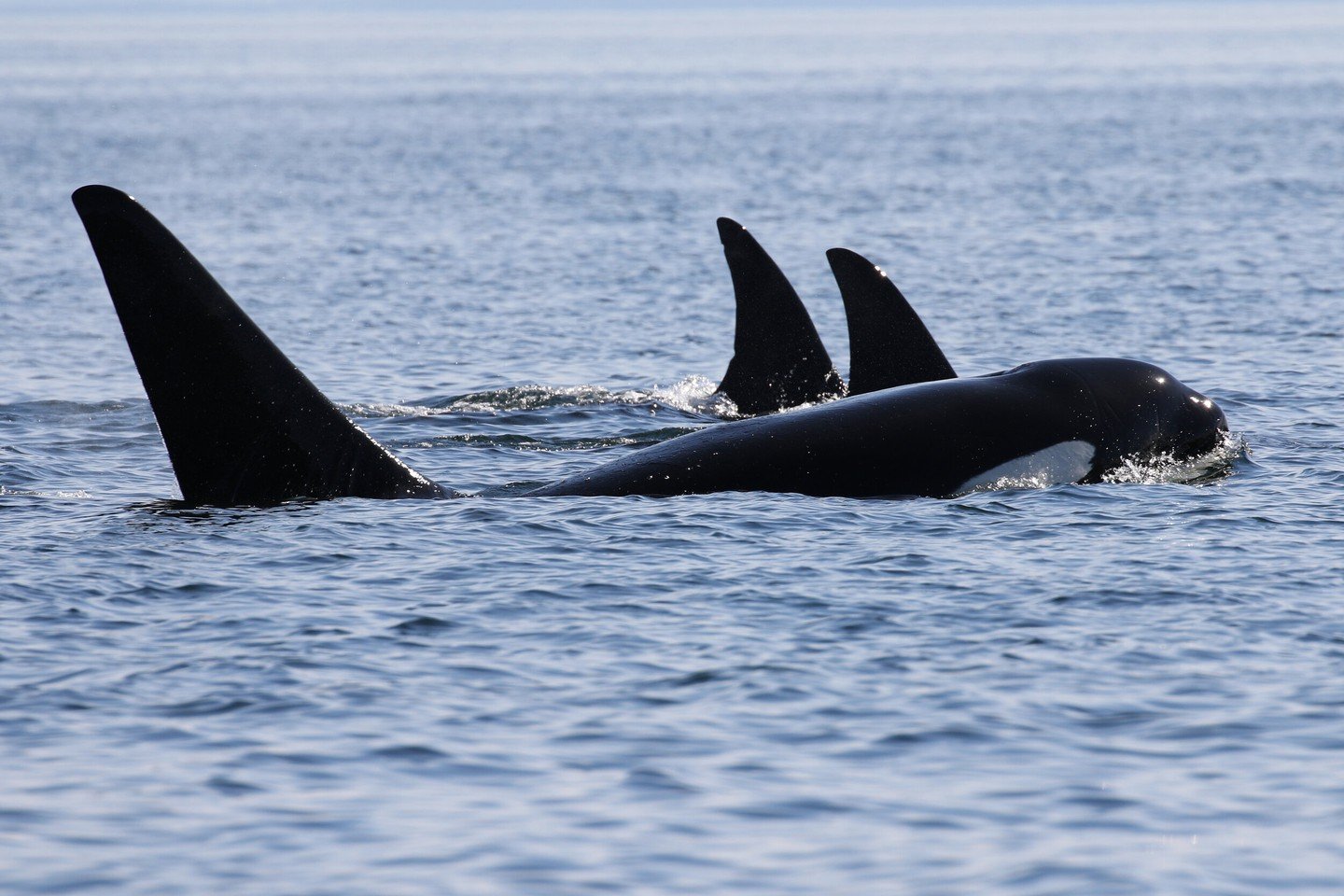 Sundays are best spent lounging around, and that's just what we are doing - relaxing and reminiscing on April's past. 💭 
On this day in 2021, Naturalist Val took a photo of a few very familiar fins. T049A1 Noah, alongside his mother T049A Nan and hi