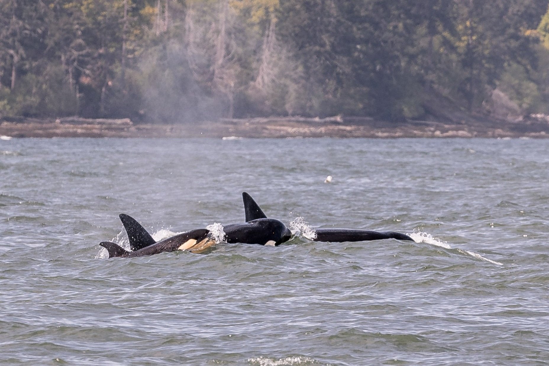 April 19, 2026 - Visiting the T124Ds and T071Bs off Galiano Island