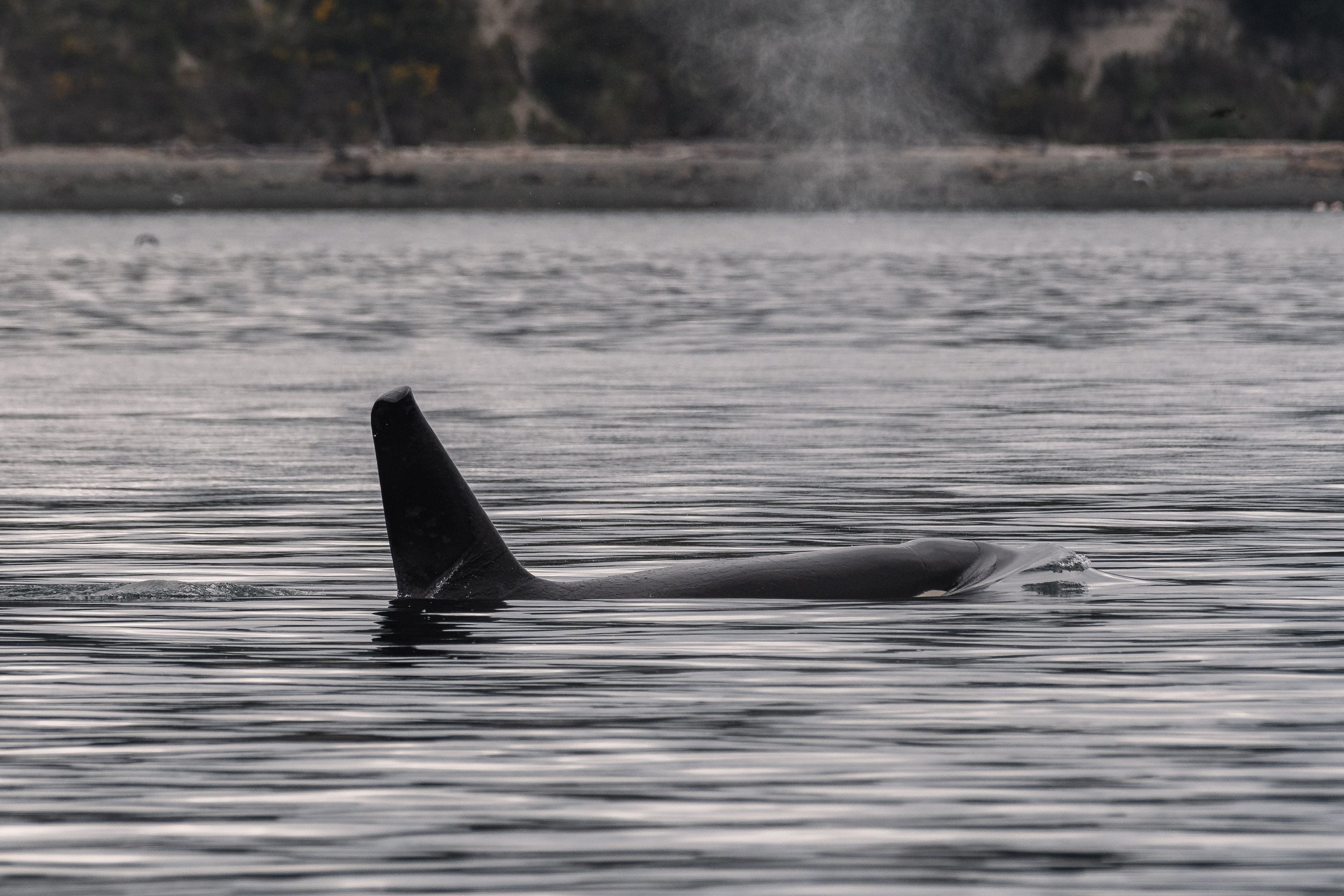 April 22, 2026 - T049A2 Jude and T051 Roswell together in Haro Strait