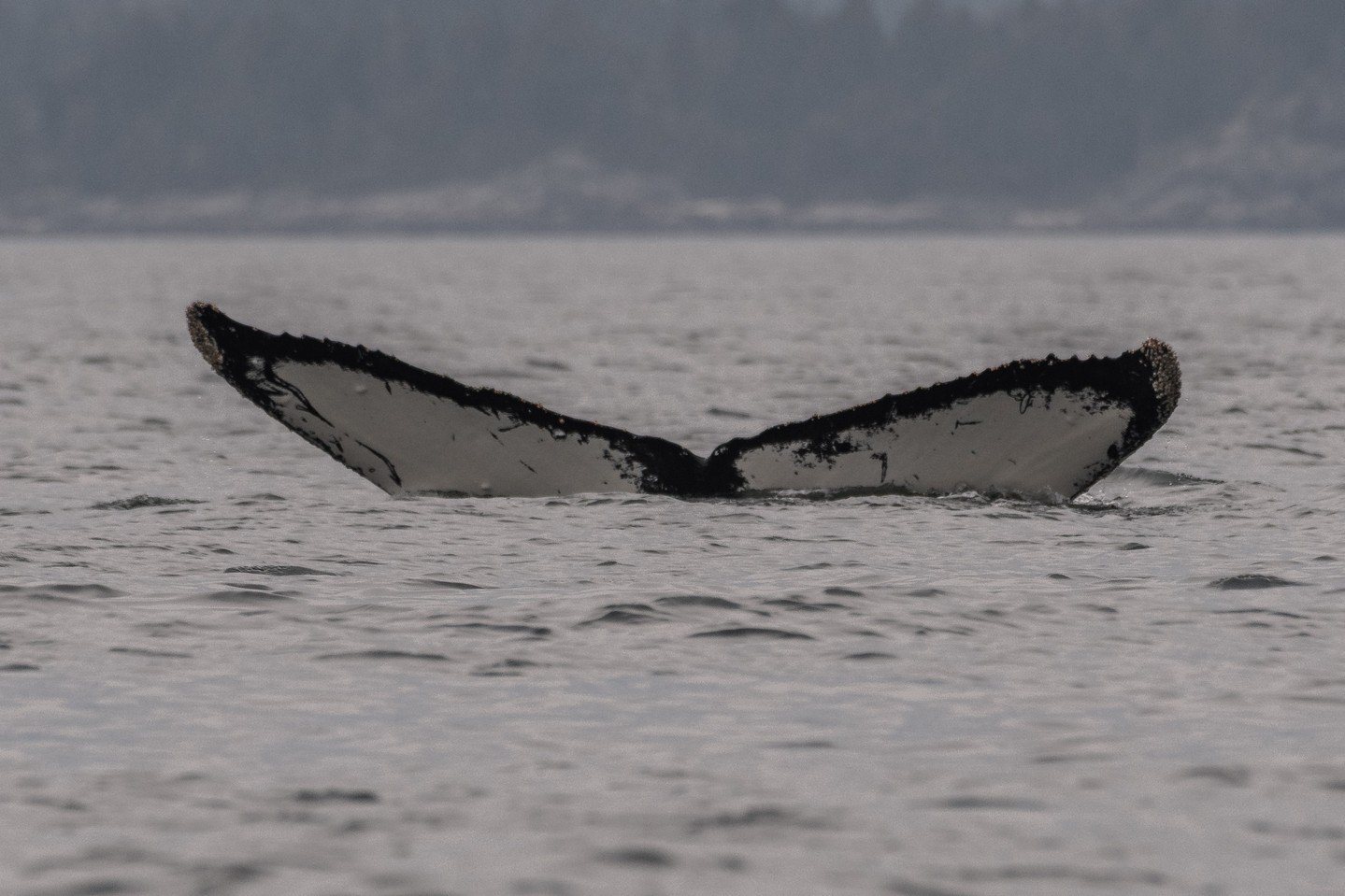 Welcome back, Anvil (BCZ0410) and Graze (BCY0523)! 🐋

We spotted these two travelling together near Howe Sound during our April 21st tour. 

Did you know that we've seen these two every year since we opened in 2018? It's great to have them back in 2