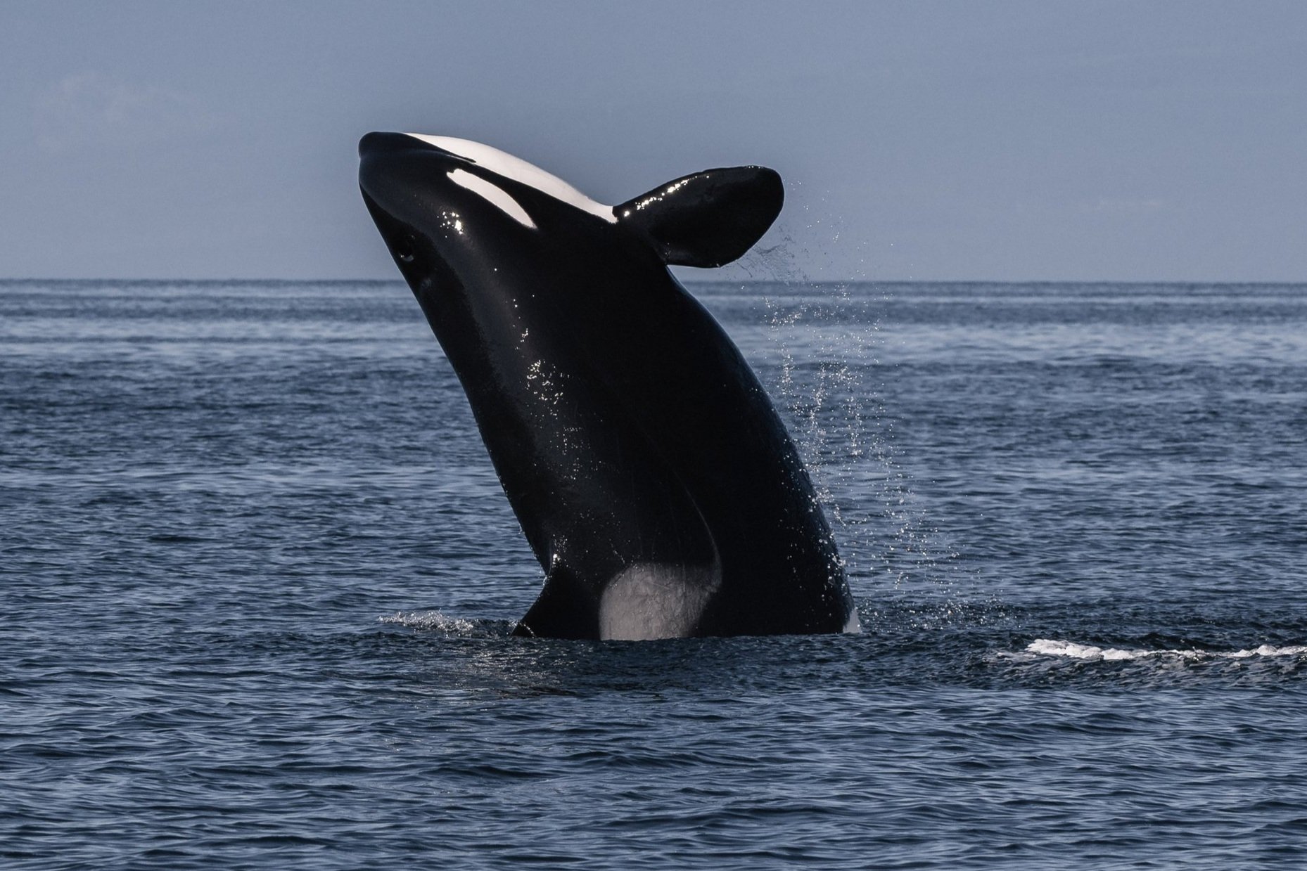 April 24, 2026, 2:30 PM - An action-packed afternoon with the T065Bs, T049A2, and T051!