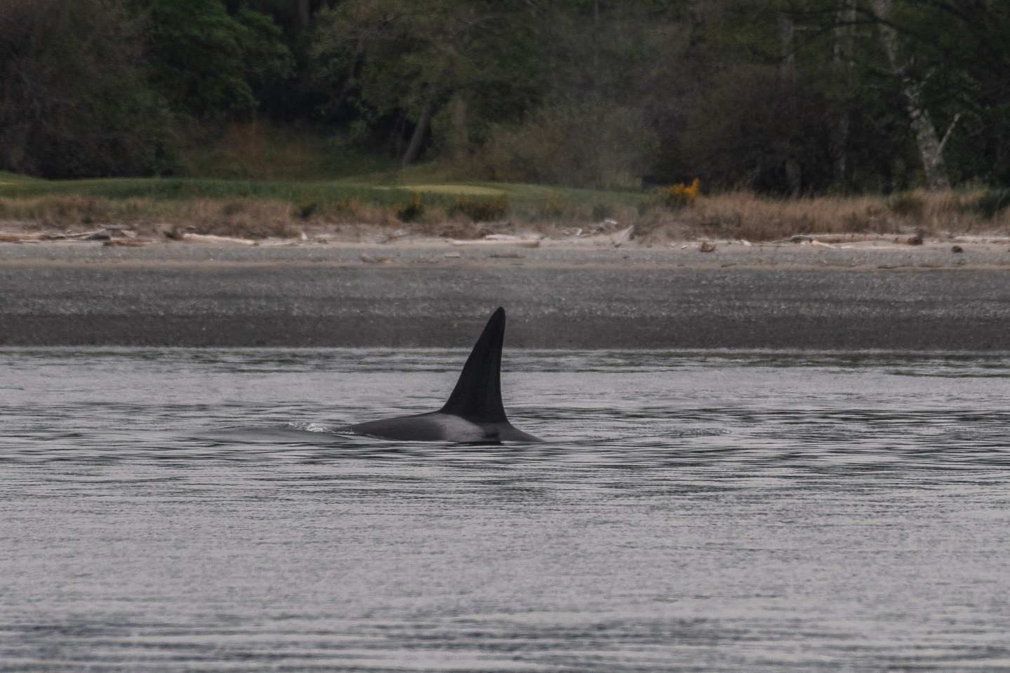 Meet T051 Roswell, aka &ldquo;Loner&rdquo;!

This lone male was spotted during our April 22nd tour, marking the first time we&rsquo;ve ever encountered this individual as a company.

While rare, this is actually the third new orca we&rsquo;ve documen