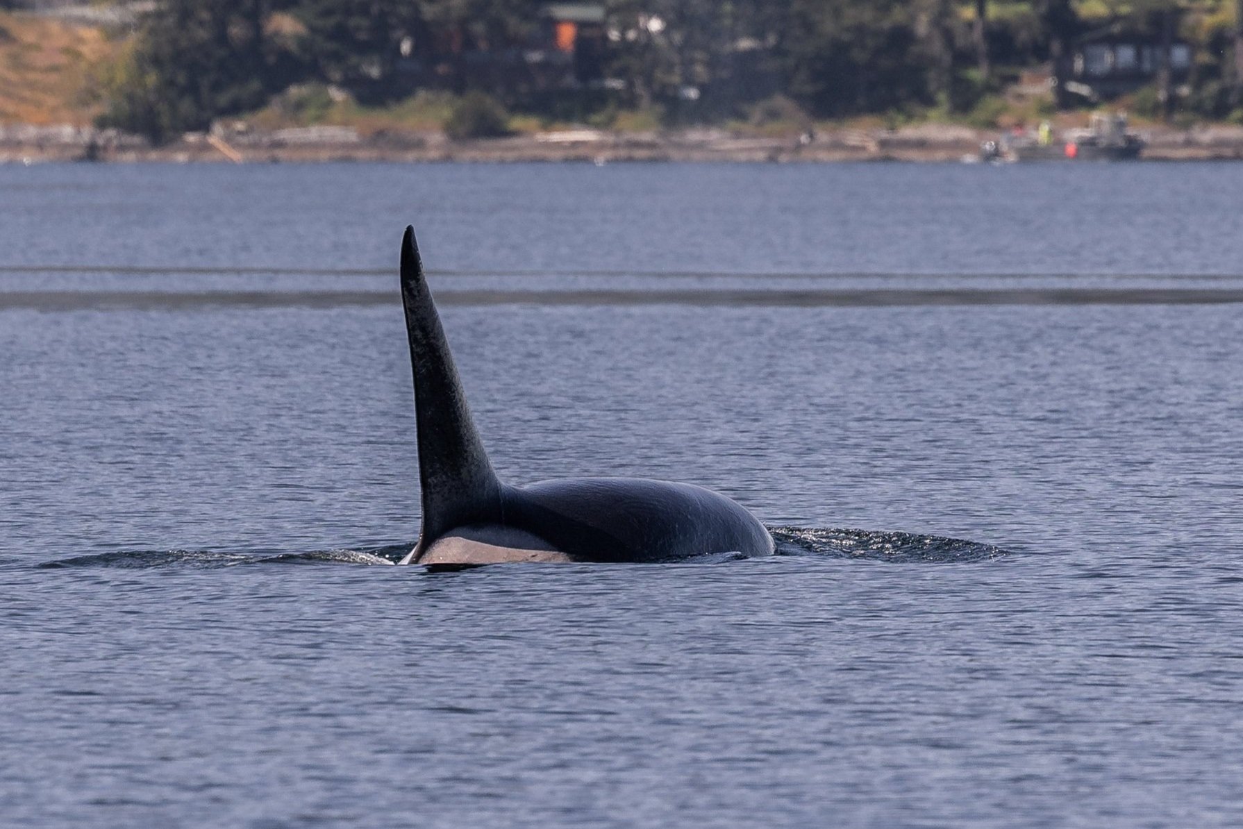 April 25, 2026 - Rare orca pair spotted near Crofton!