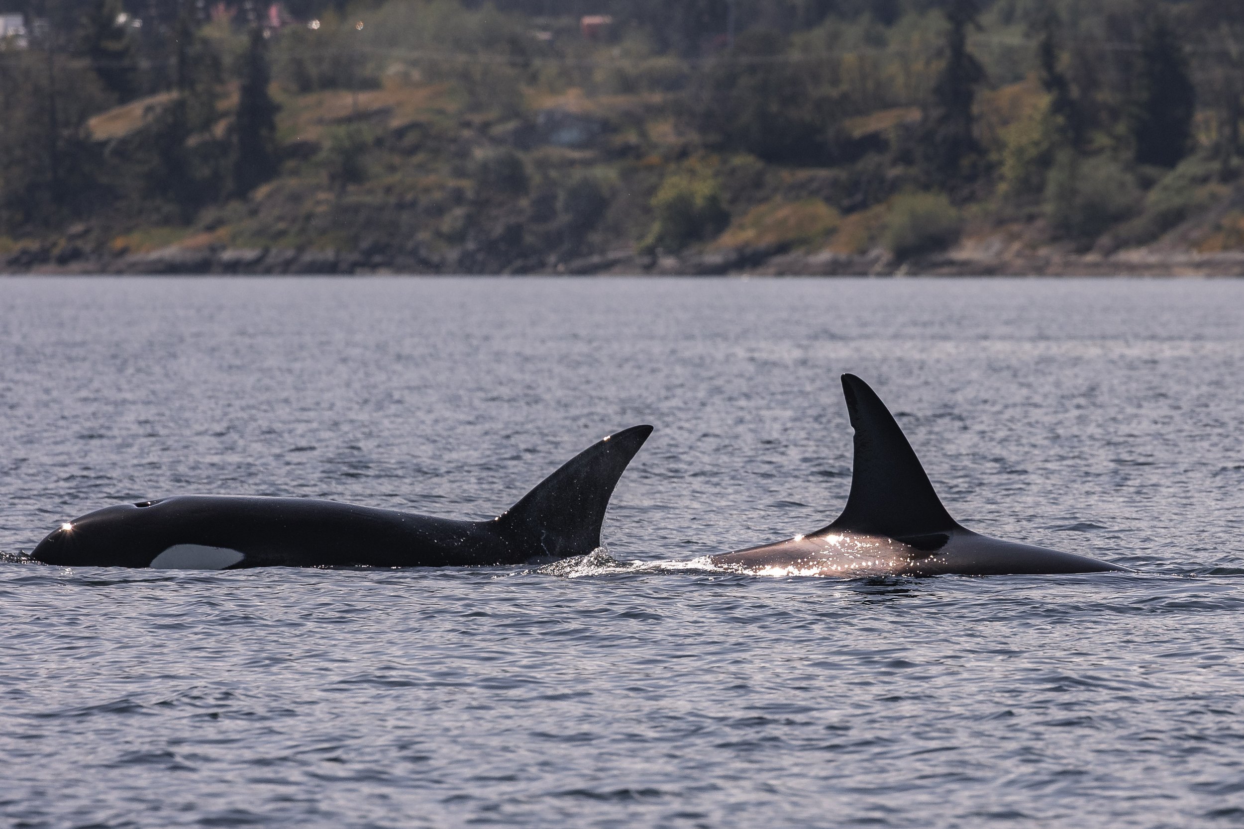 April 26, 2026 - Hunting in the Salish Sea. 