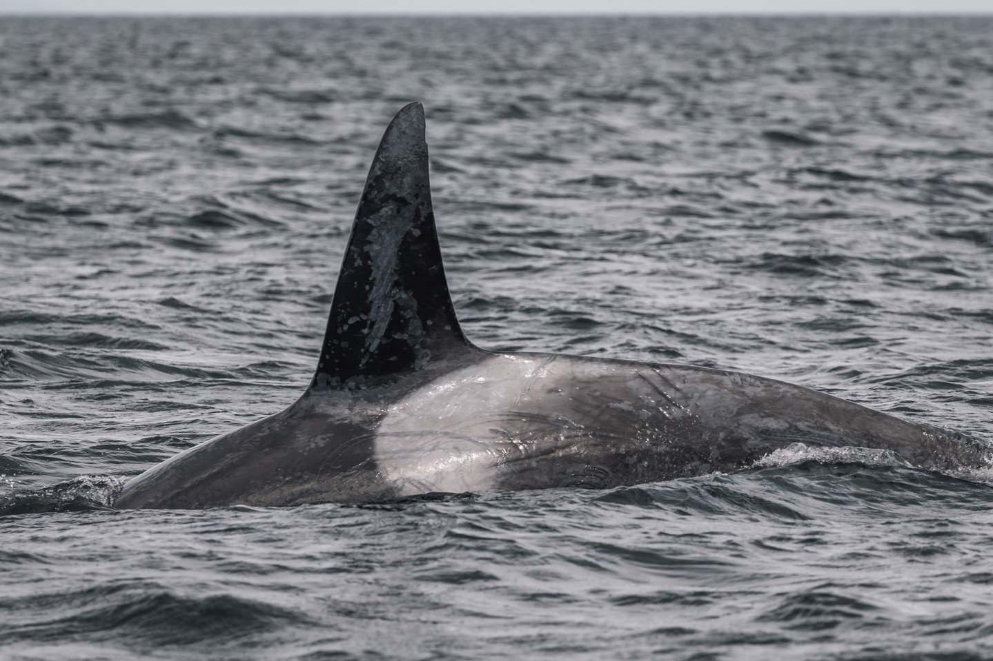 Can you believe how much T049A2 Jude has changed over the years?! 🤯

The first photo was taken four years ago, and the second is from our most recent encounter with him in May of last year. Seeing that side by side really highlights just how much he