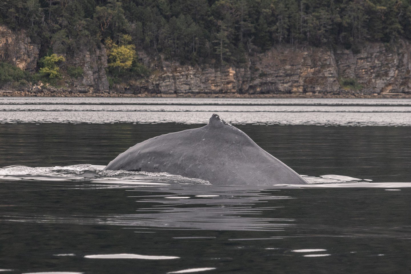 Did you know a Humpback Whale can lose up to 50% of its body weight over the winter?! ⚖️

Humpbacks have the ultimate yo-yo diet. During the summer, they feed almost nonstop in nutrient-rich waters, consuming up to 1.5 tons of food per day. But once 