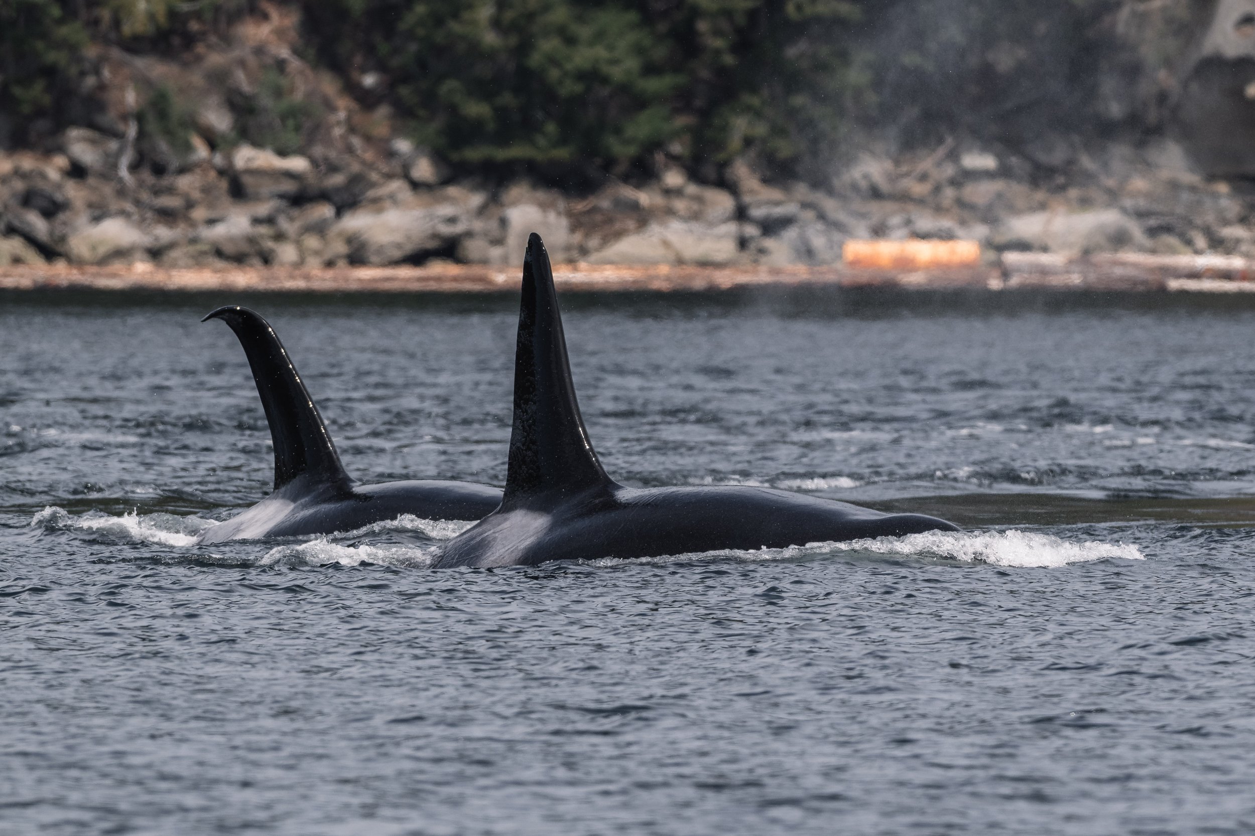 April 30, 2026 - Double Orca Day close to home! 