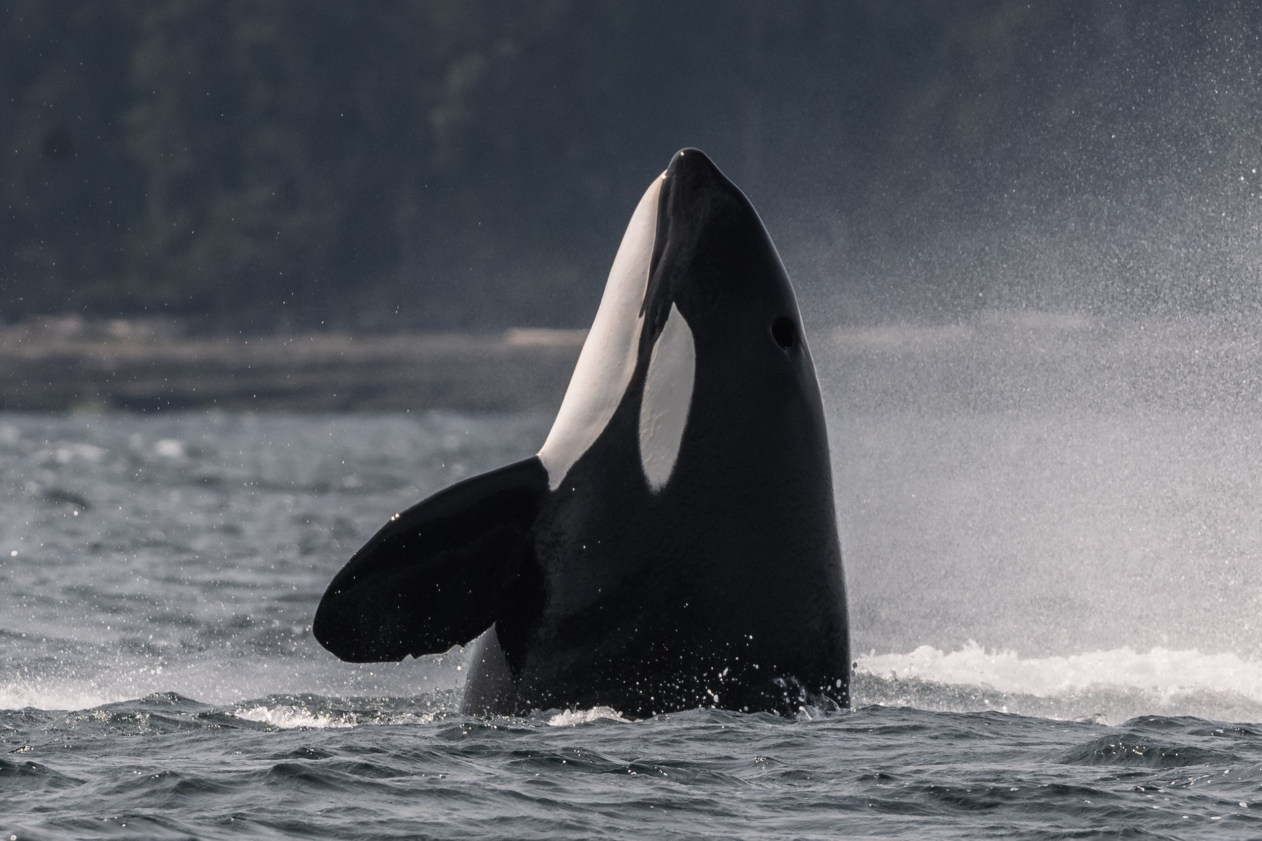 May 1, 2026 - Did the orca get a meal, MAYbe? 