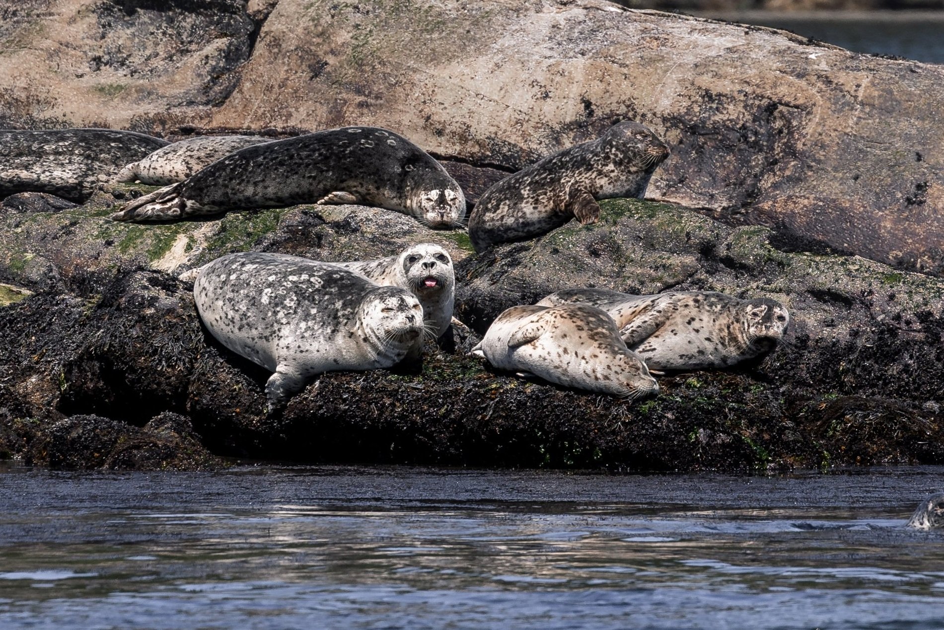 May 3, 2026 - A Sunny Day for a Tour of the Salish Sea!