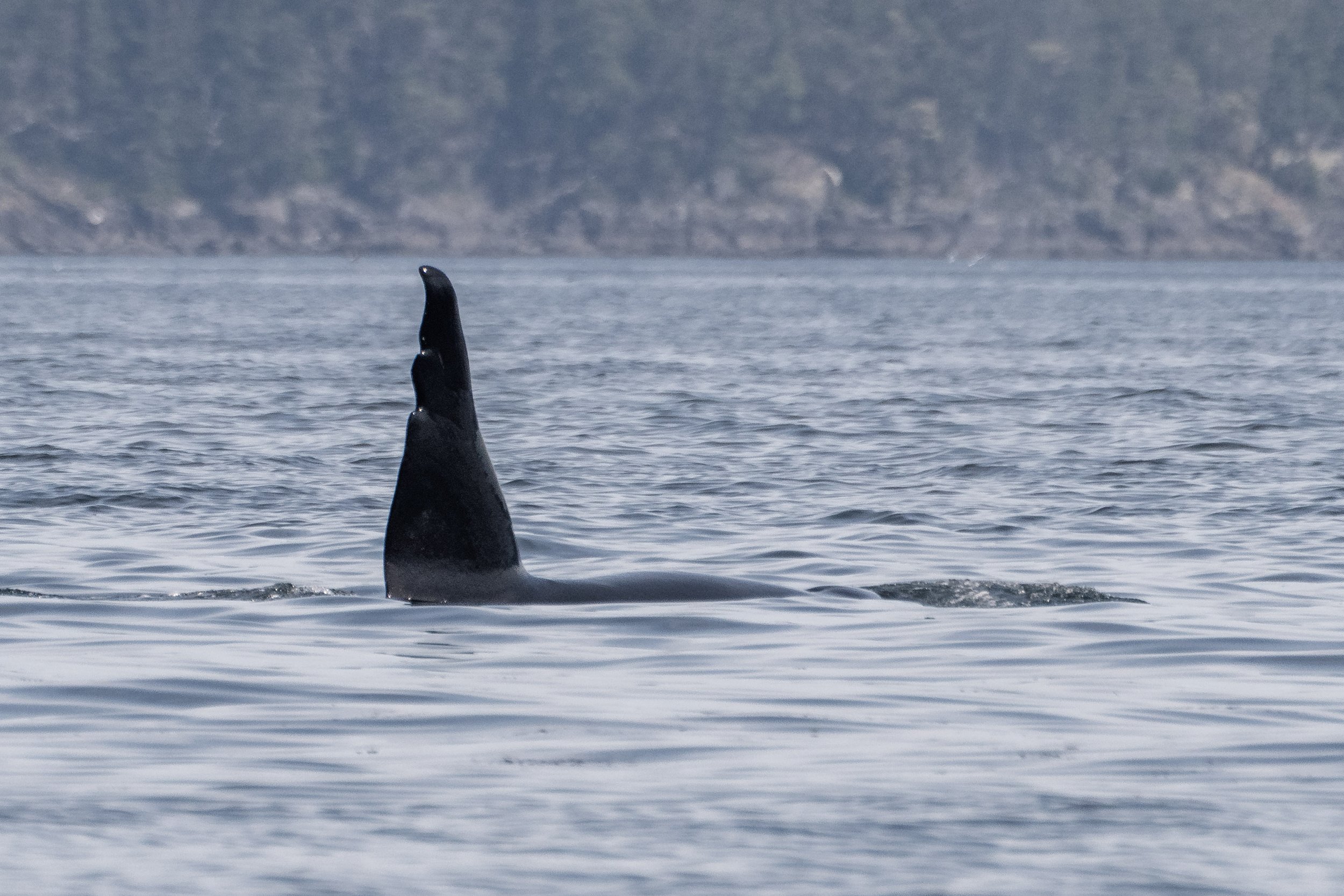 May 4, 2026 - Chainsaw (and Whidbey II) near Howe Sound!