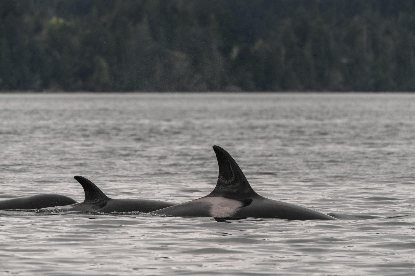 Out on the water, every whale has a story, and for Bigg&rsquo;s (Transient) Killer Whales, many of those stories are written in the scars they carry.

Scarring is common in this population and can arise from a variety of sources. One of the most freq