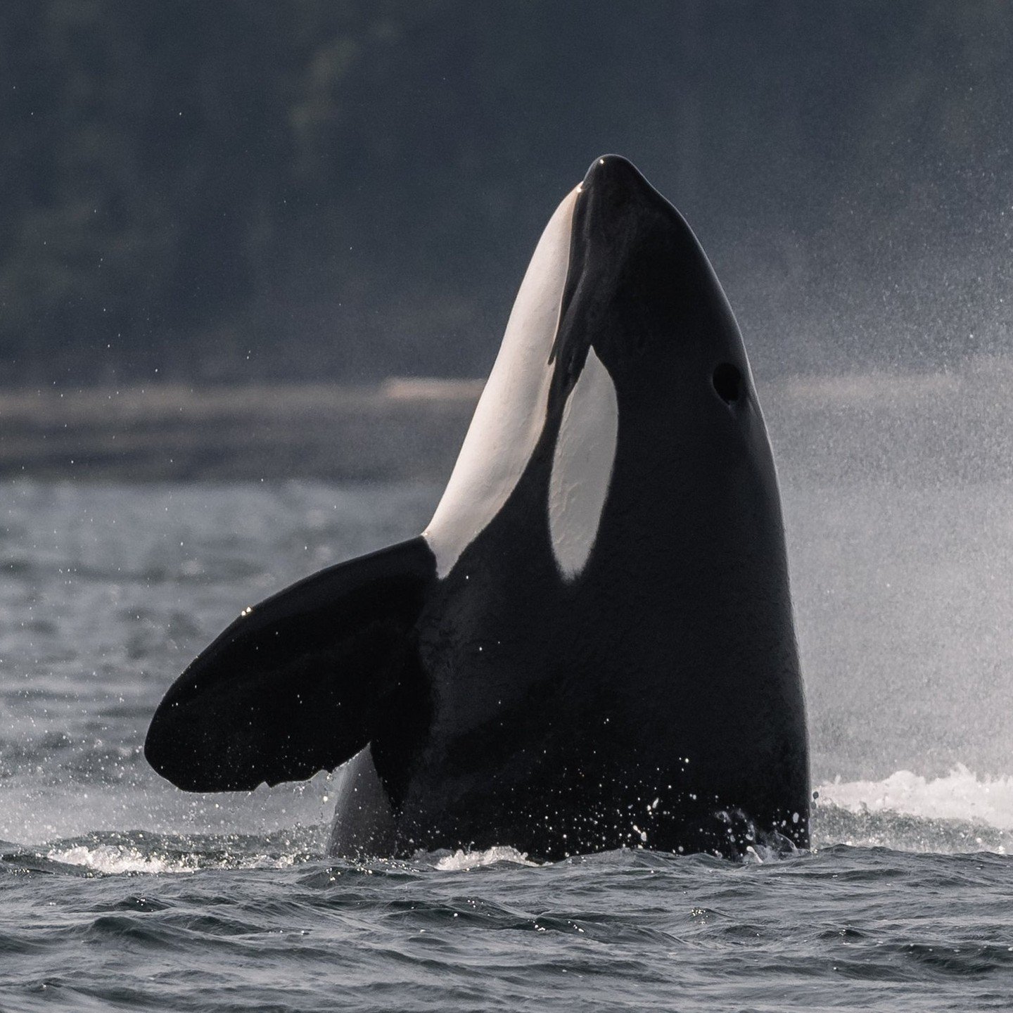 🎶It's gonna be MAY 🎶

We kicked off May in style, witnessing the T065Bs and T123s successfully hunting off of Gabriola Island on May 1st!

Check out our blog to see more photos from this action-packed adventure! Link in bio!

📸: Aly Kohlman