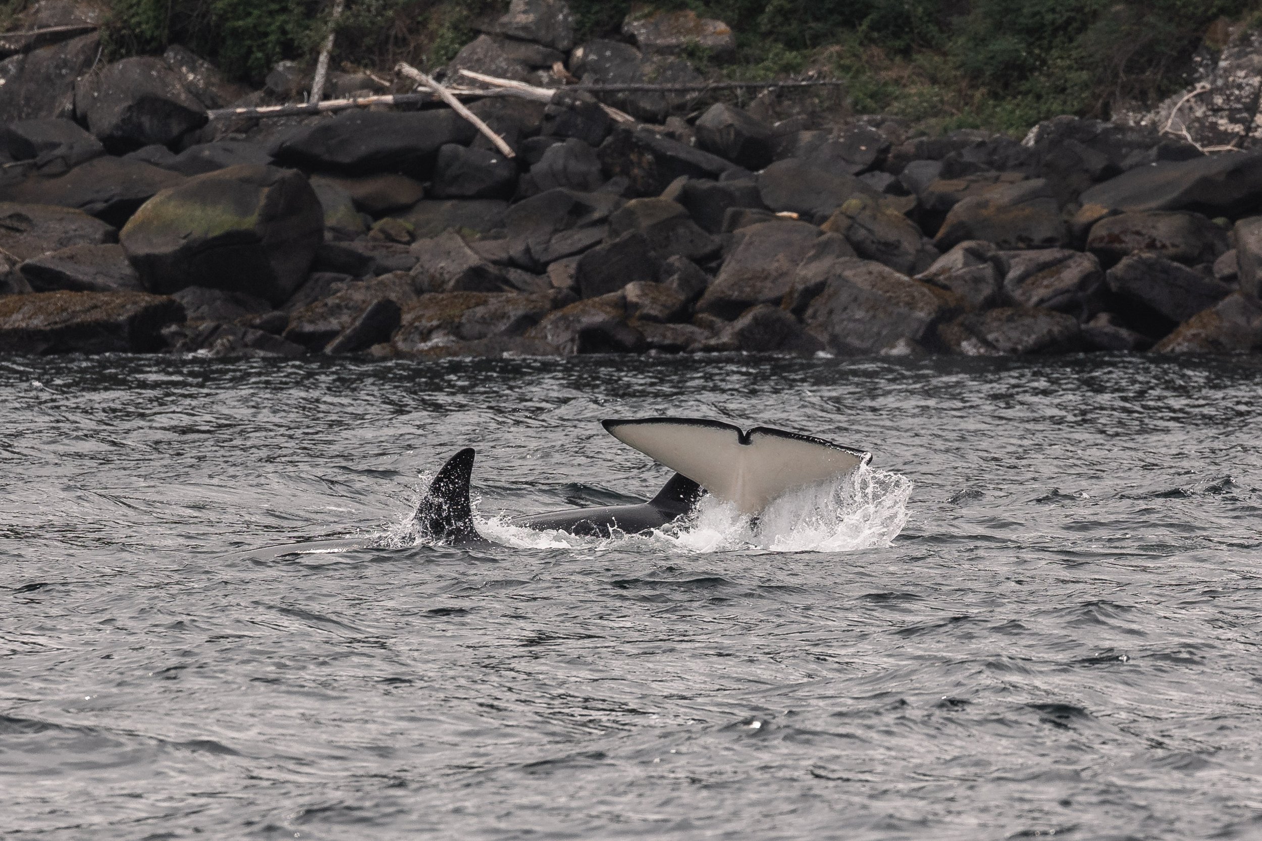 May 6, 2026 - Celebrating Orca in the Strait of Georgia